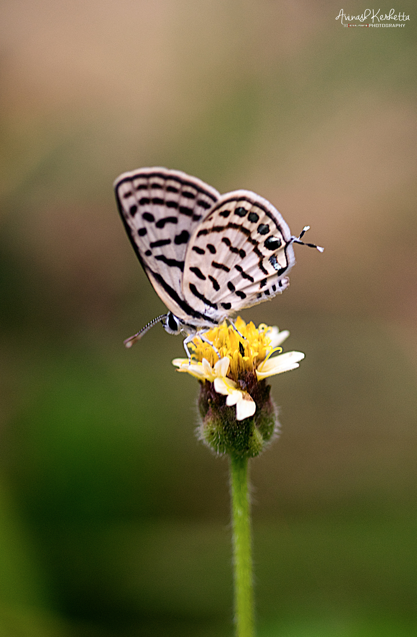 Nikon D5300 + AF Micro-Nikkor 60mm f/2.8 sample photo. Common pierrot, castalius rosimon photography