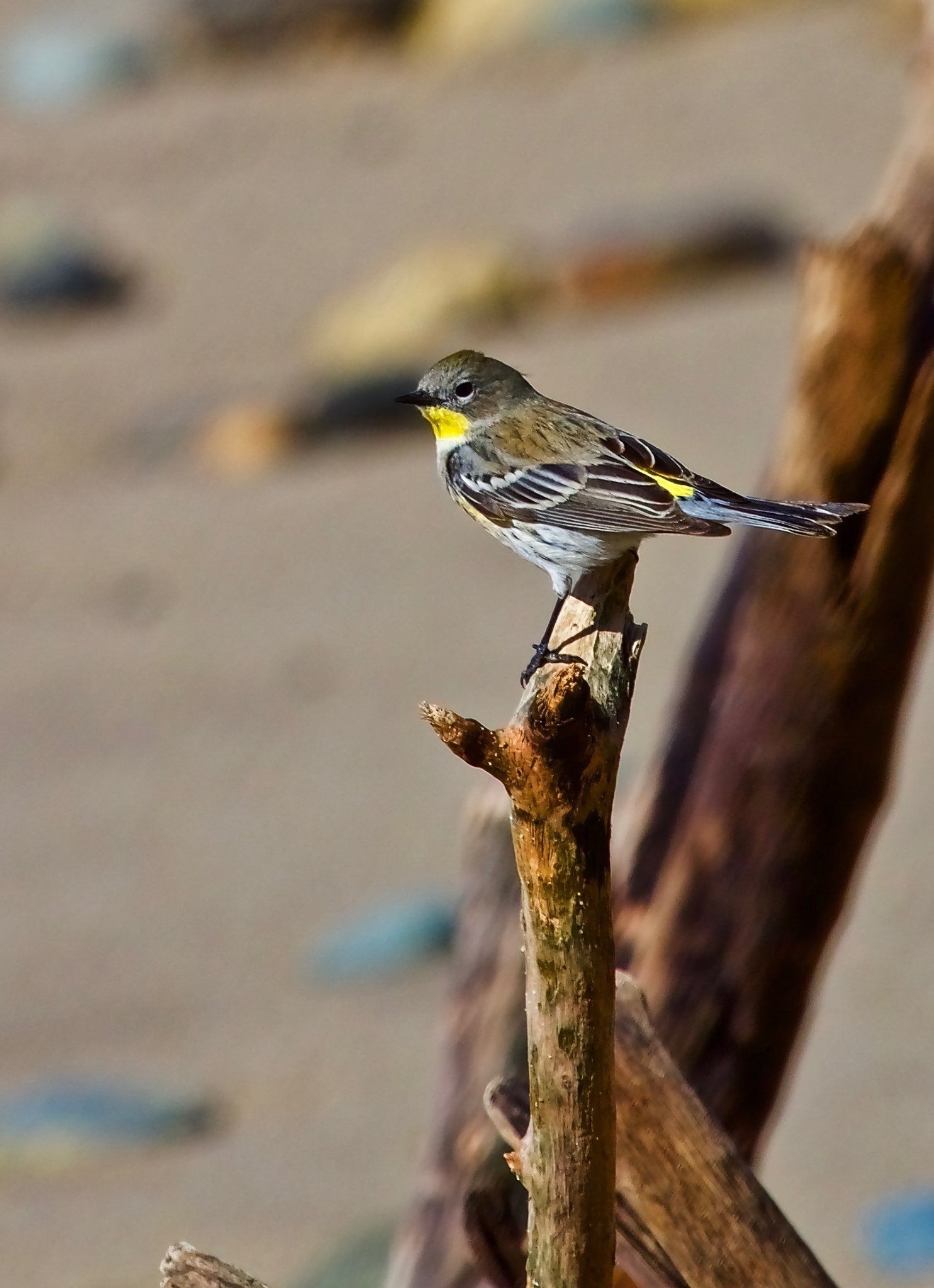 Canon EF 100-400mm F4.5-5.6L IS USM sample photo