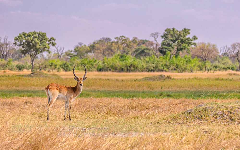 Sigma 150-600mm F5-6.3 DG OS HSM | S sample photo. Red lechwe photography