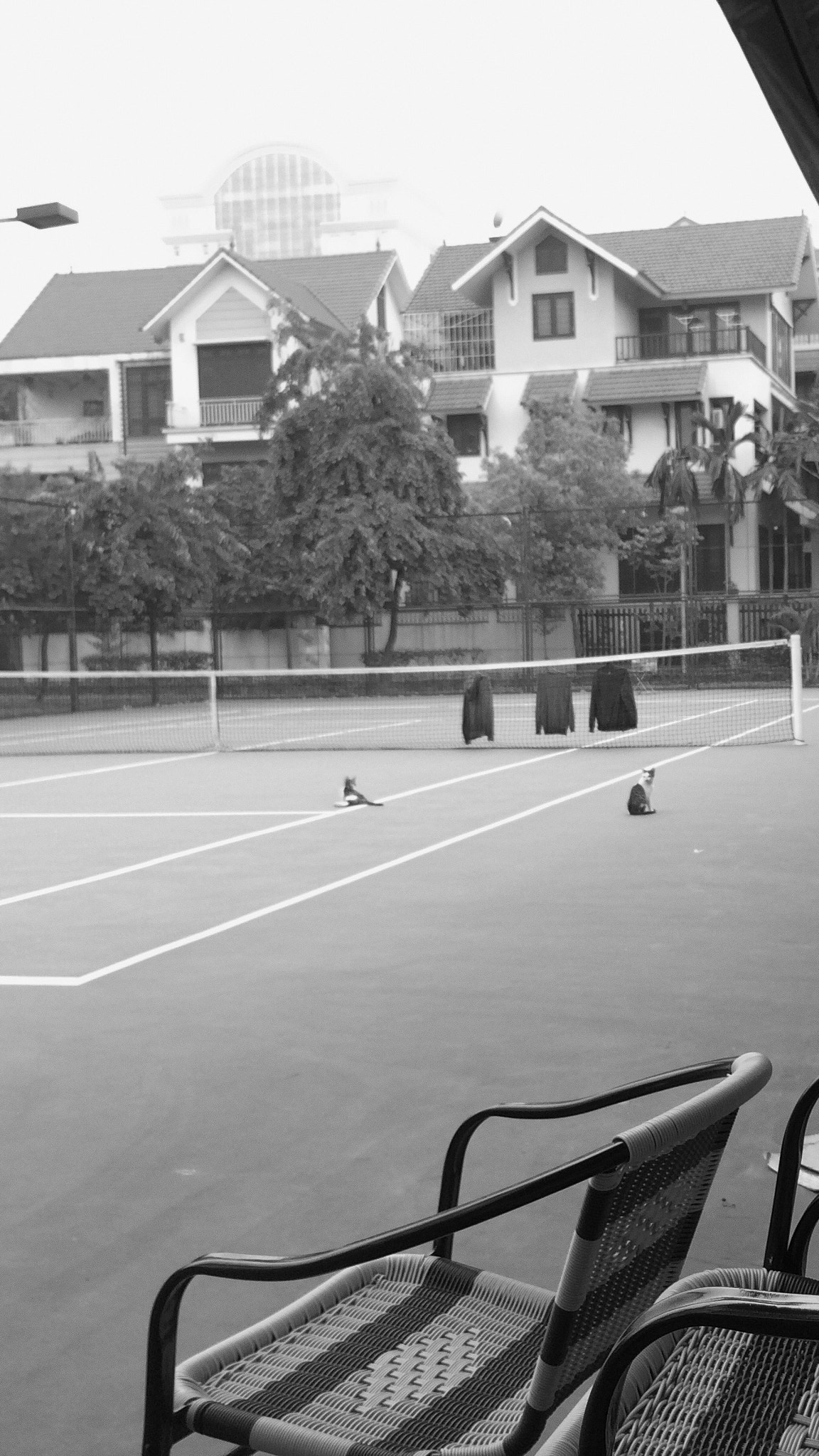 Jag.gr 645 PRO Mk III for Apple iPhone 5s sample photo. Cats on a tennis court, after match photography