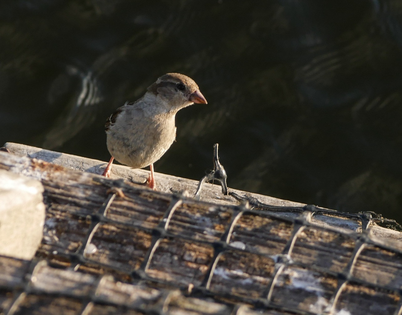 Panasonic Lumix DMC-G7 sample photo. Sparrow on a step photography