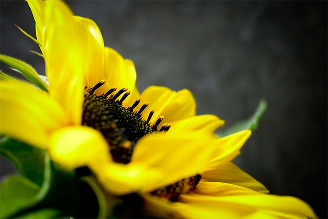 Panasonic Lumix DMC-GF2 + Panasonic Lumix G 14mm F2.5 ASPH sample photo. 向日葵 photography