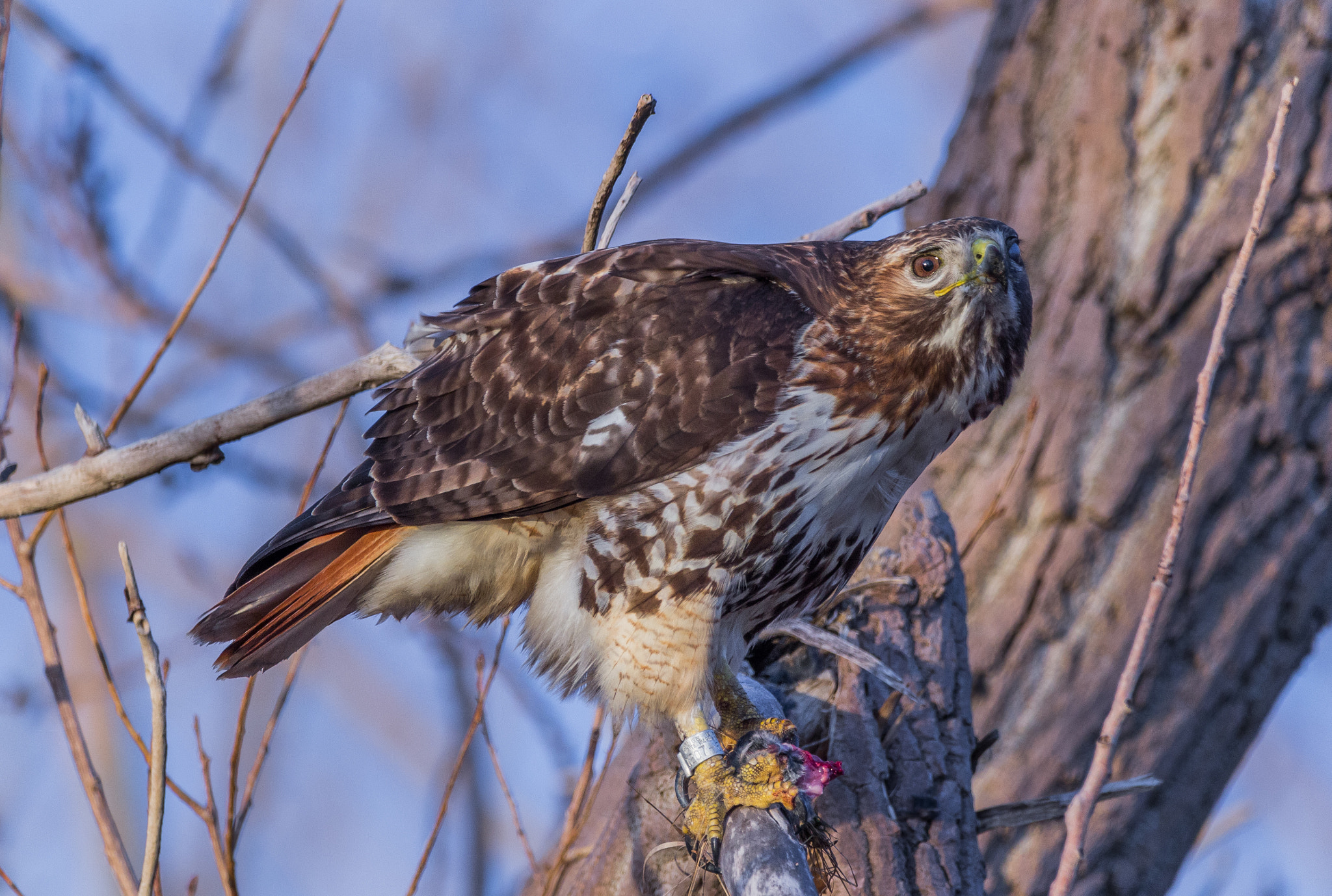 Canon EOS 60D + Sigma 150-600mm F5-6.3 DG OS HSM | C sample photo. Red tailed hawk photography