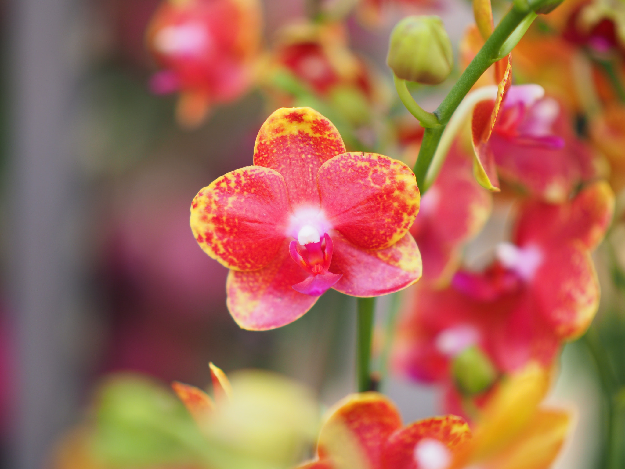 Panasonic Leica DG Nocticron 42.5mm F1.2 ASPH OIS sample photo. Pretty shape photography
