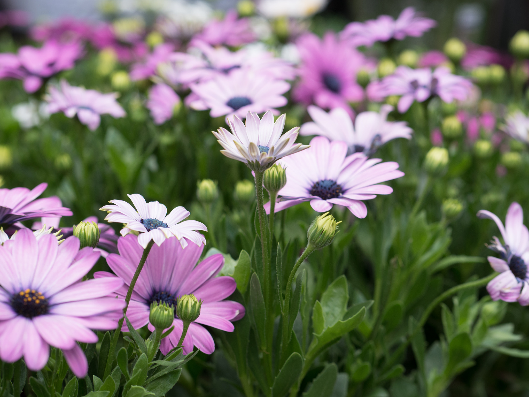 Panasonic Leica DG Nocticron 42.5mm F1.2 ASPH OIS sample photo. Stick up photography