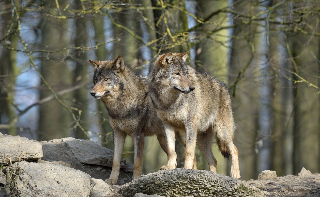 Nikon D4S + Nikon AF-S Nikkor 500mm F4G ED VR sample photo. Brothers photography