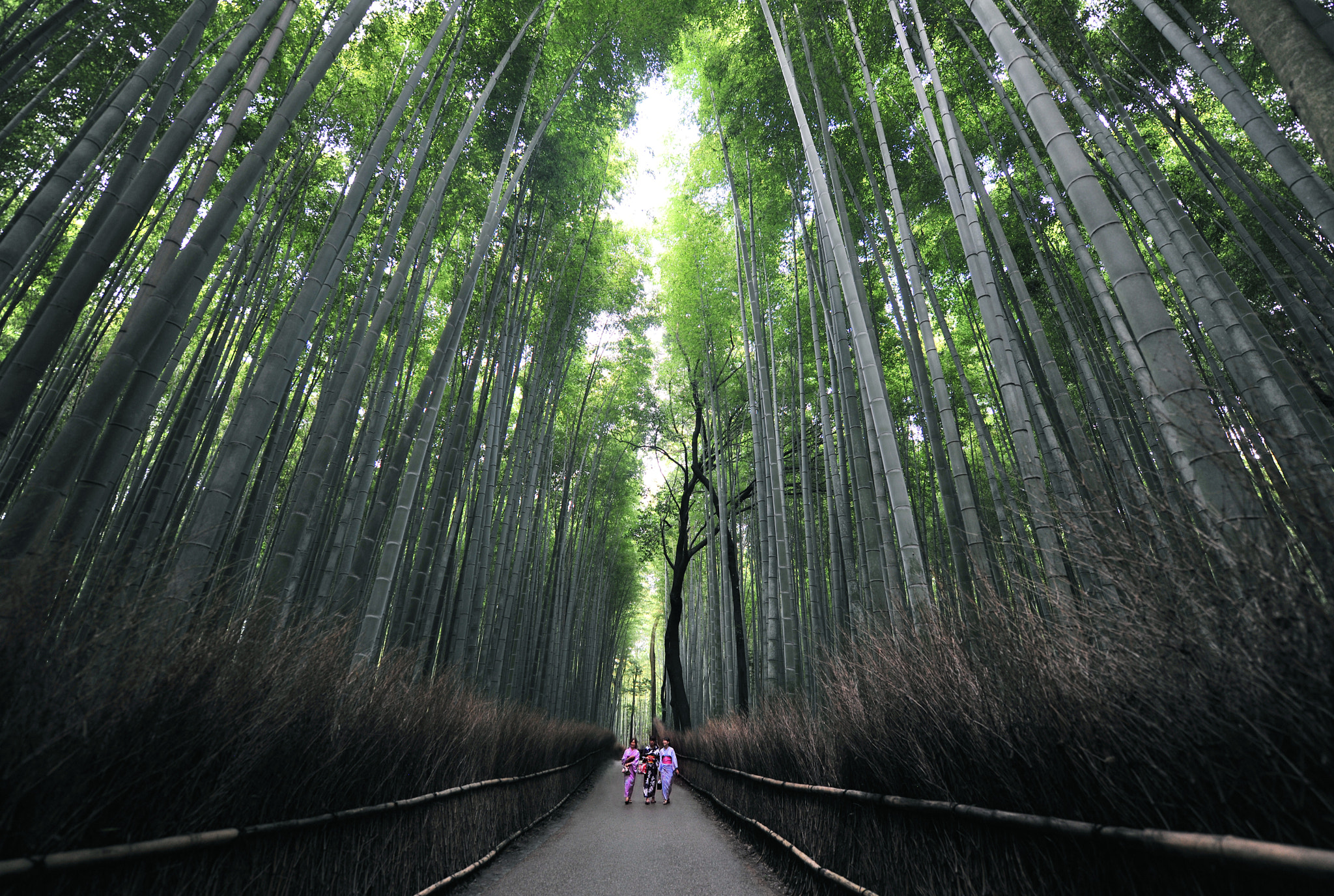 Nikon D3X sample photo. 京都 岚山 竹林 photography