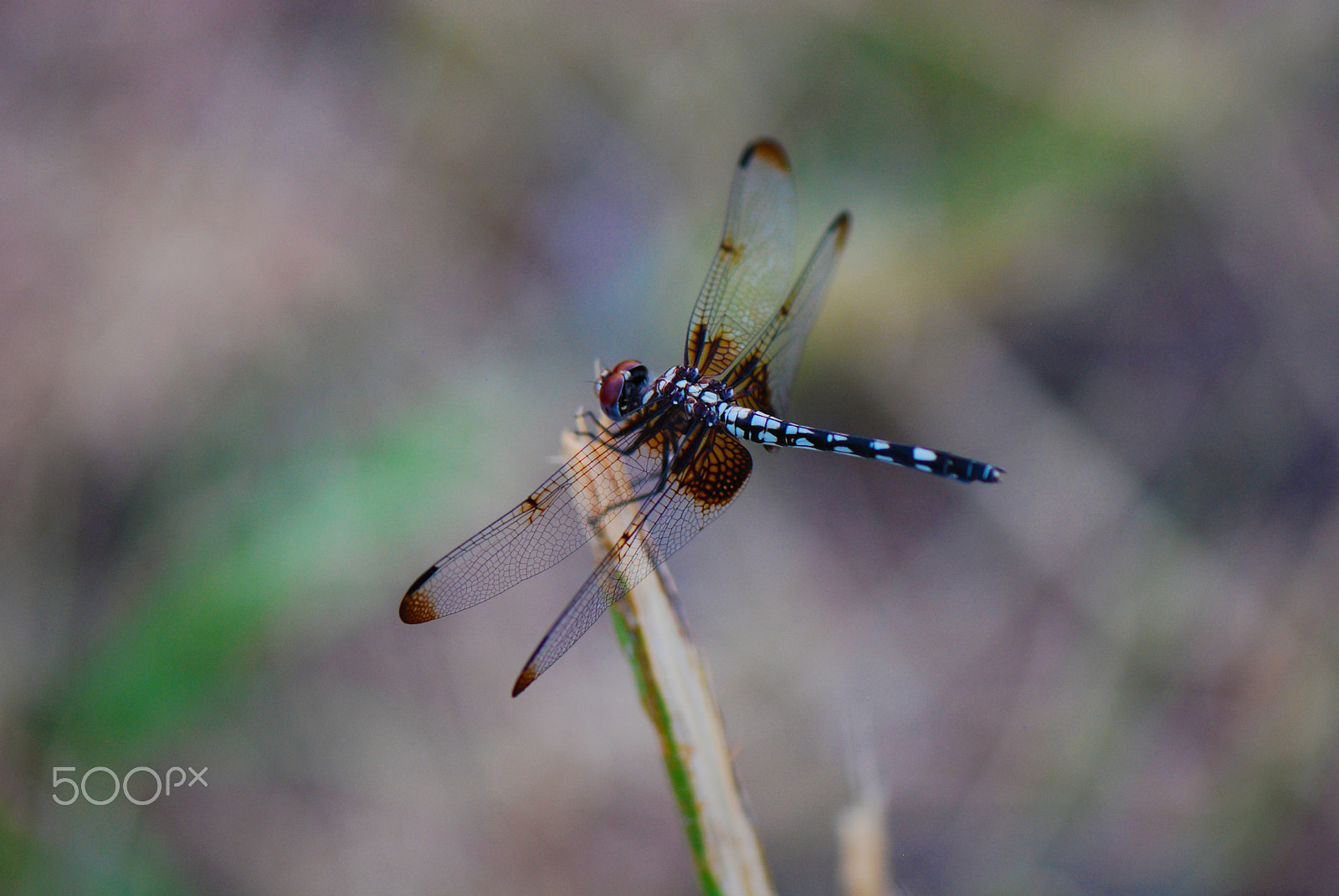 Nikon D40X + Nikon AF-S Micro-Nikkor 105mm F2.8G IF-ED VR sample photo. Dragonfly photography