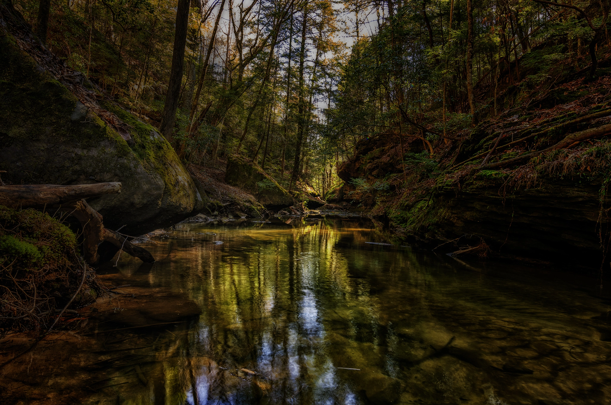 Nikon D2X sample photo. In the sipsey wilderness photography