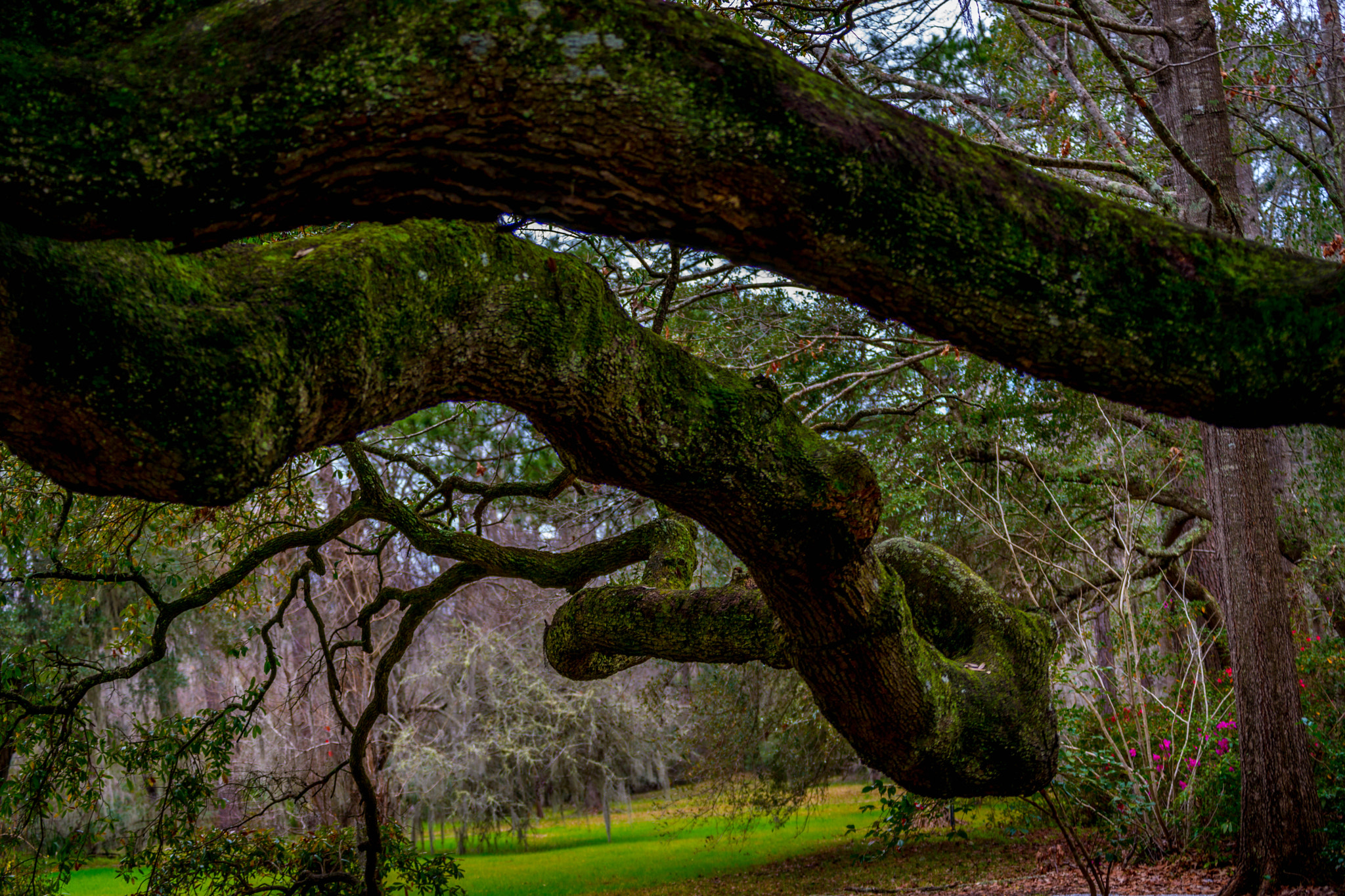 Sony 70-300mm F4.5-5.6 G SSM sample photo. Live oak photography