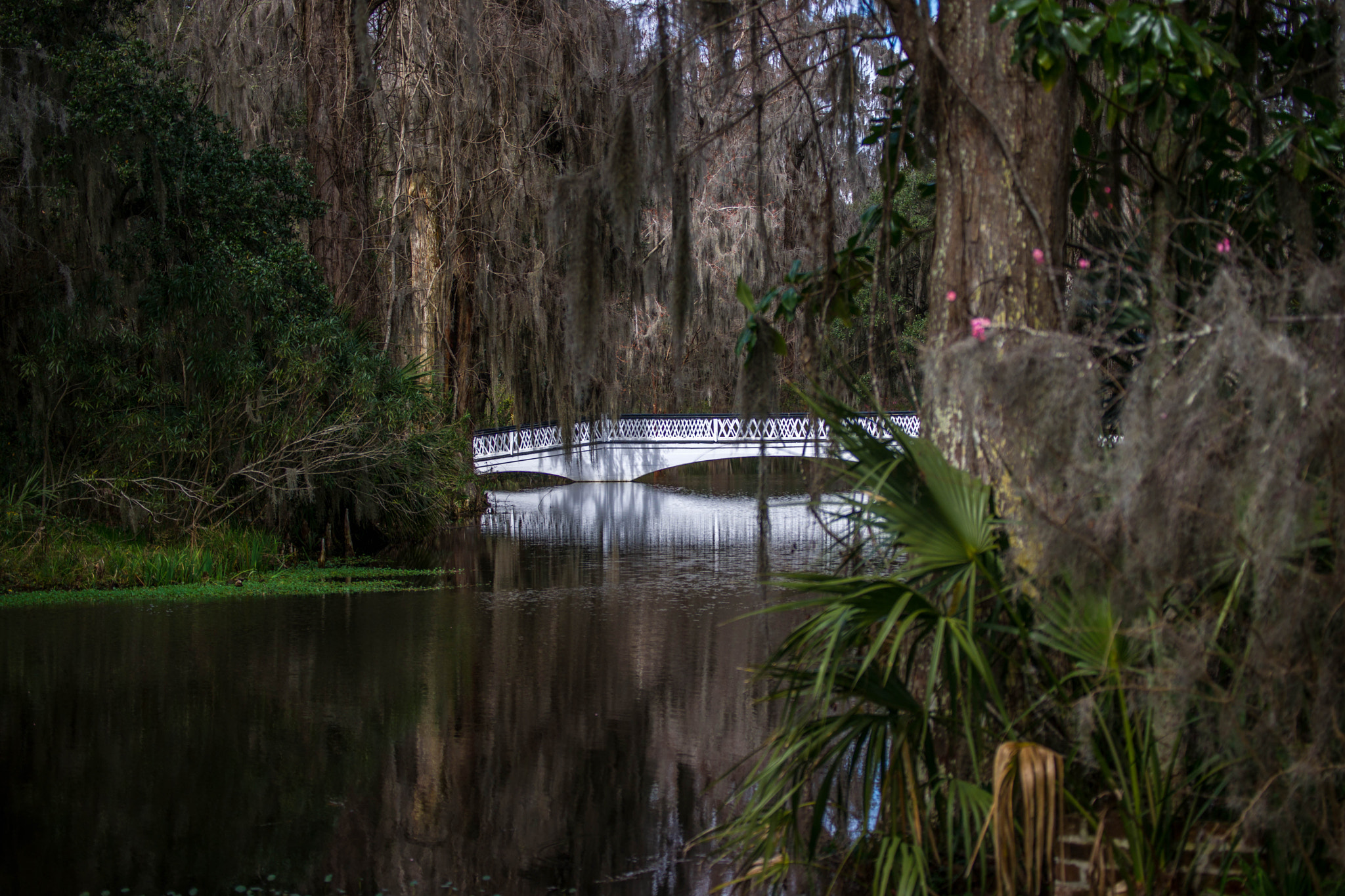 Sony 70-300mm F4.5-5.6 G SSM sample photo. Magnolia plantation photography