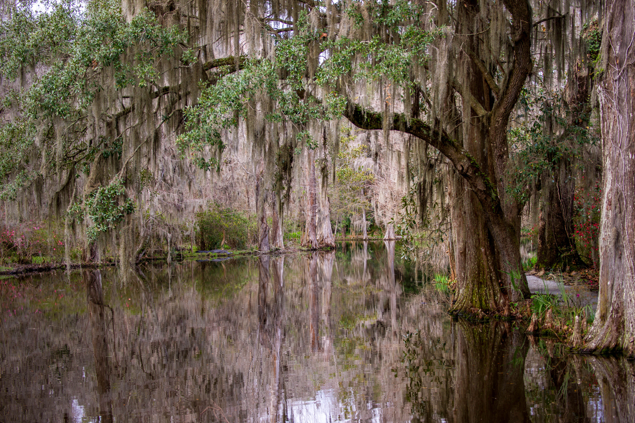 Sony 70-300mm F4.5-5.6 G SSM sample photo. Swamp photography