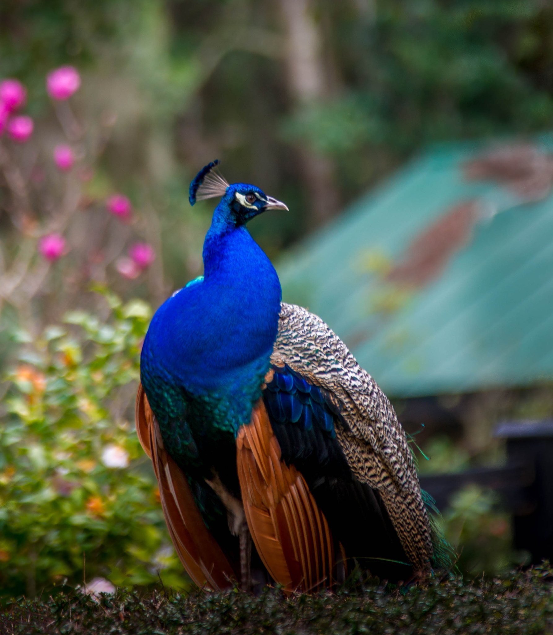 Sony 70-300mm F4.5-5.6 G SSM sample photo. Peacock photography