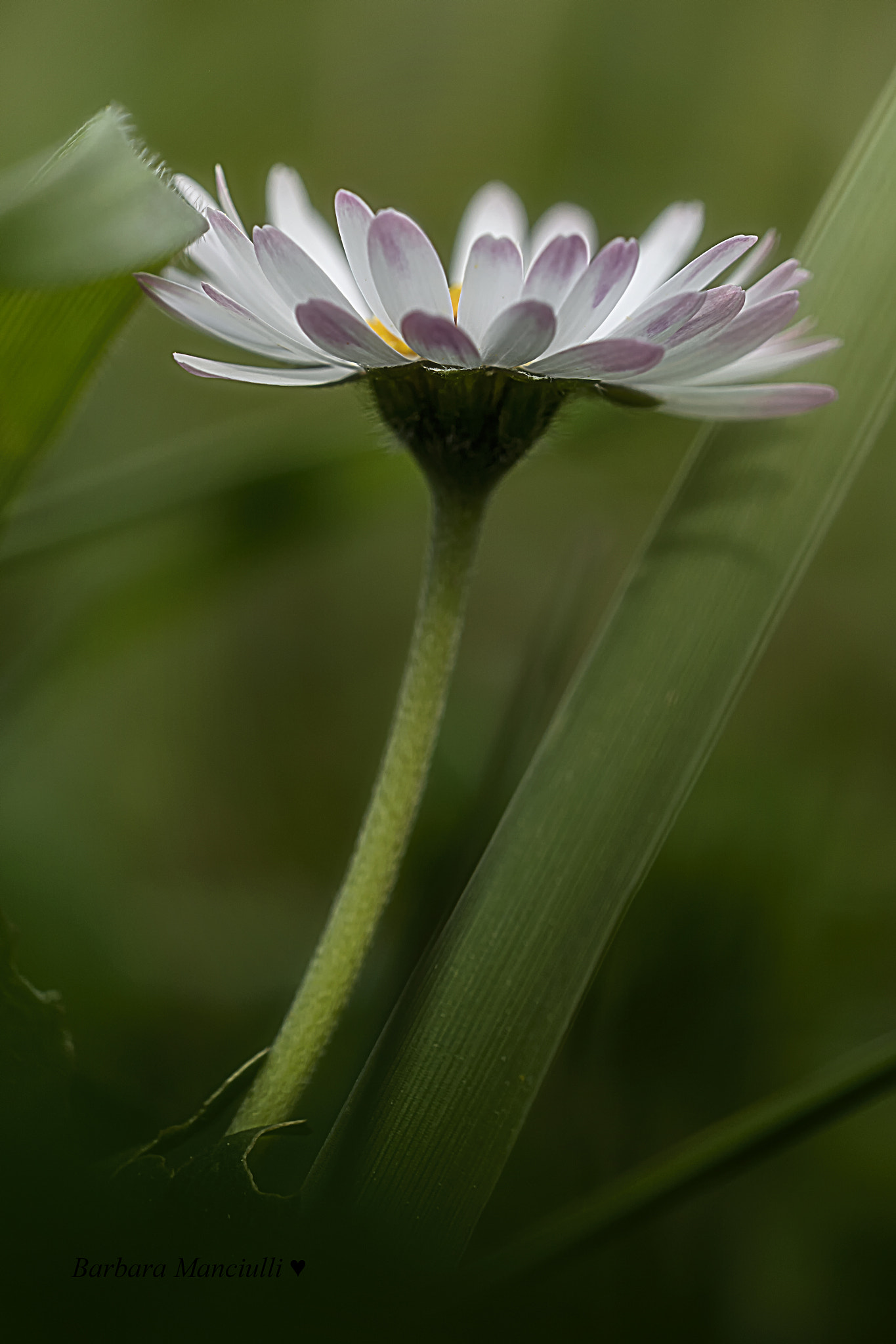 Sigma 150mm F2.8 EX DG OS Macro HSM sample photo