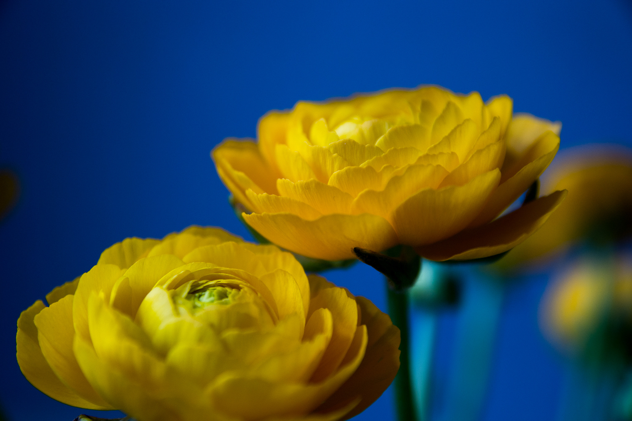 Sigma 17-70mm F2.8-4 DC Macro OS HSM sample photo. Spring time photography