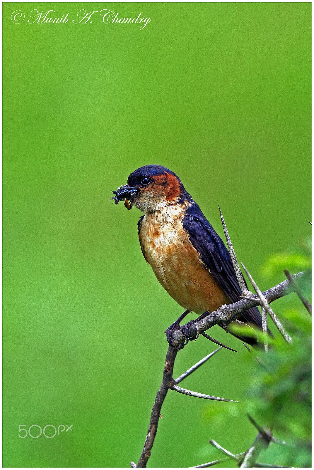 Canon EF 300mm F2.8L IS USM sample photo. A mouthful! photography