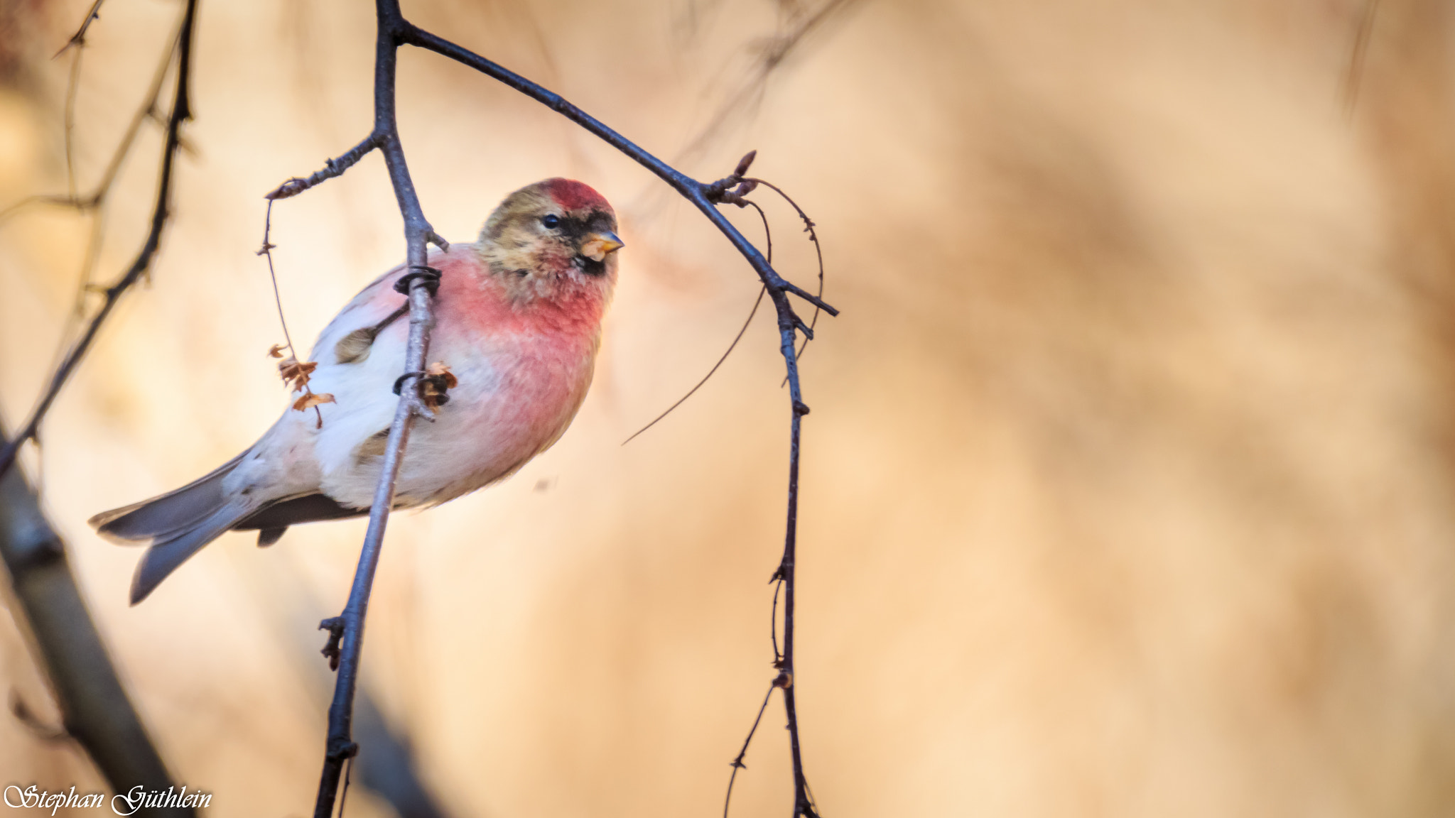 Sigma 150-600mm F5-6.3 DG OS HSM | C sample photo. On journey through photography