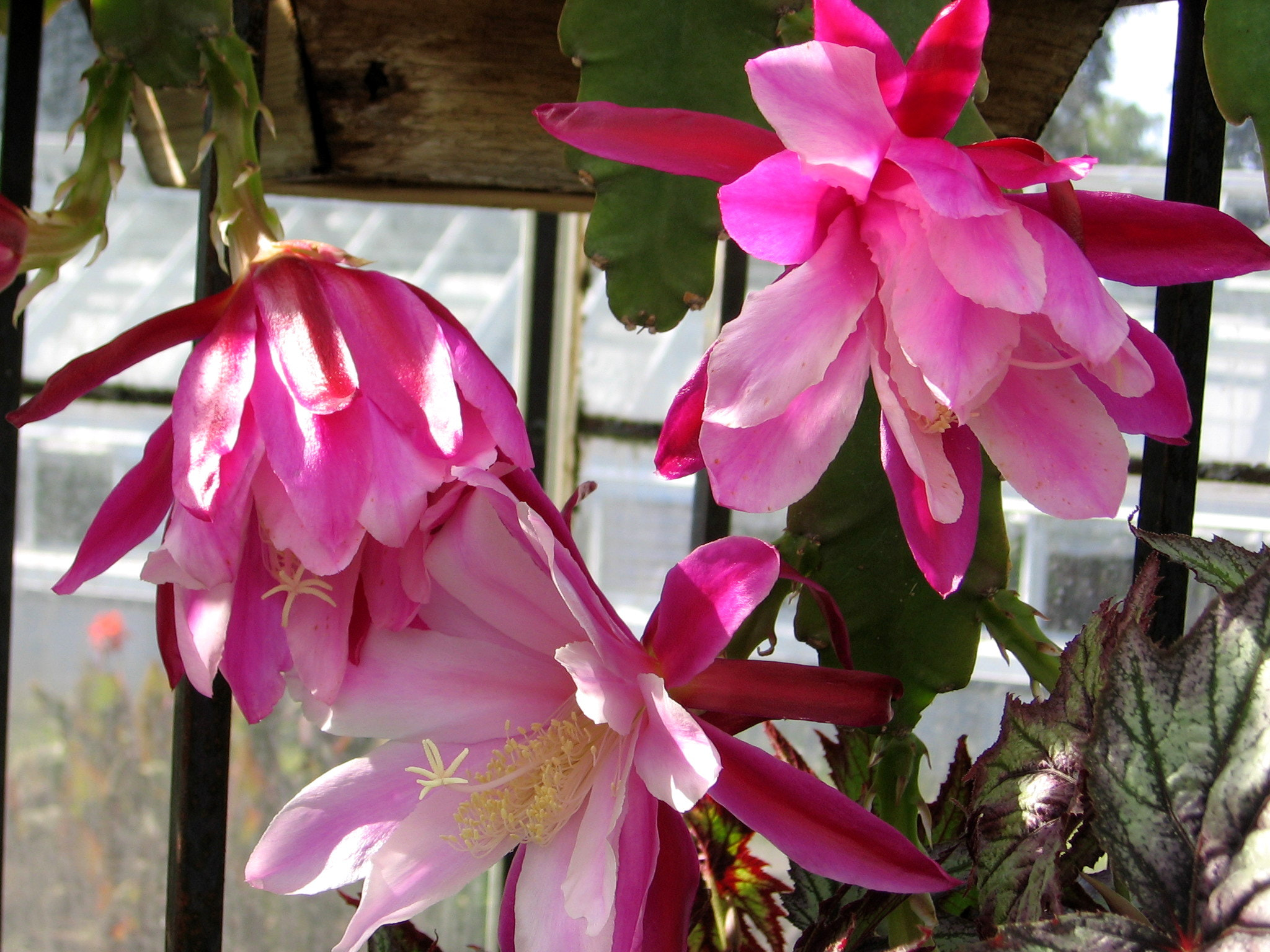 Canon POWERSHOT A510 sample photo. How do i grow big ? photography