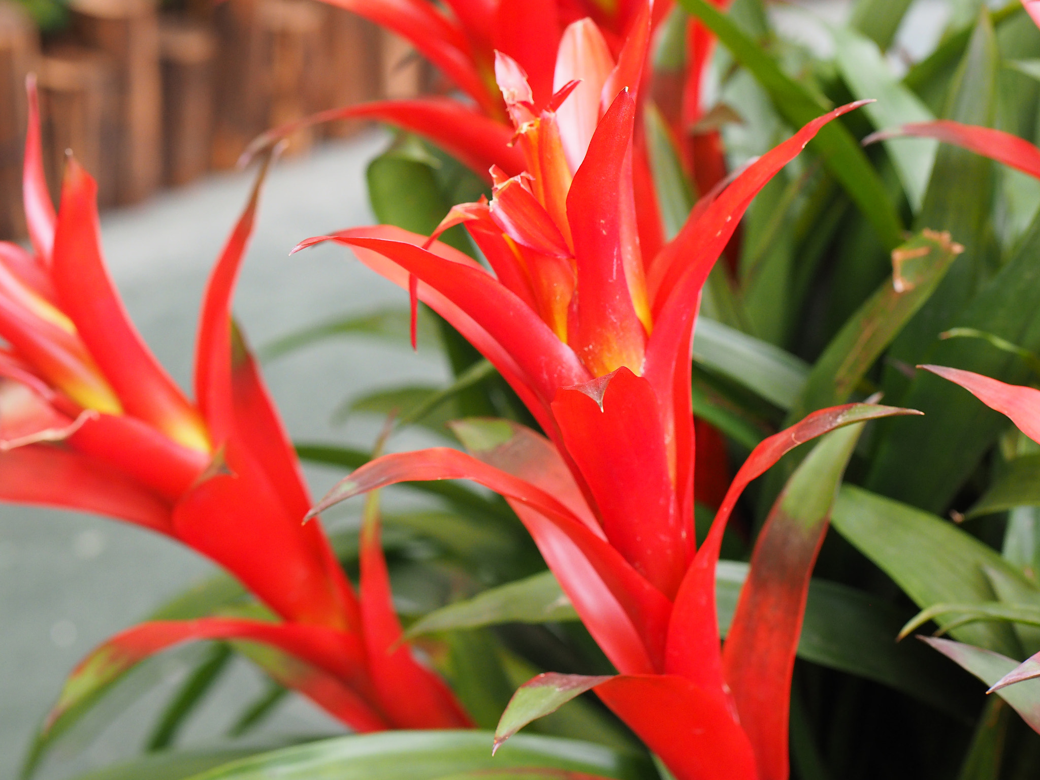 Panasonic Leica DG Nocticron 42.5mm F1.2 ASPH OIS sample photo. Shinning red photography