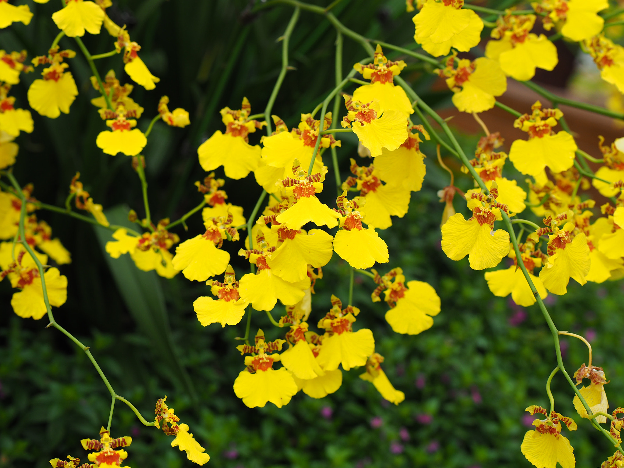 Panasonic Leica DG Nocticron 42.5mm F1.2 ASPH OIS sample photo. Bright yellow photography