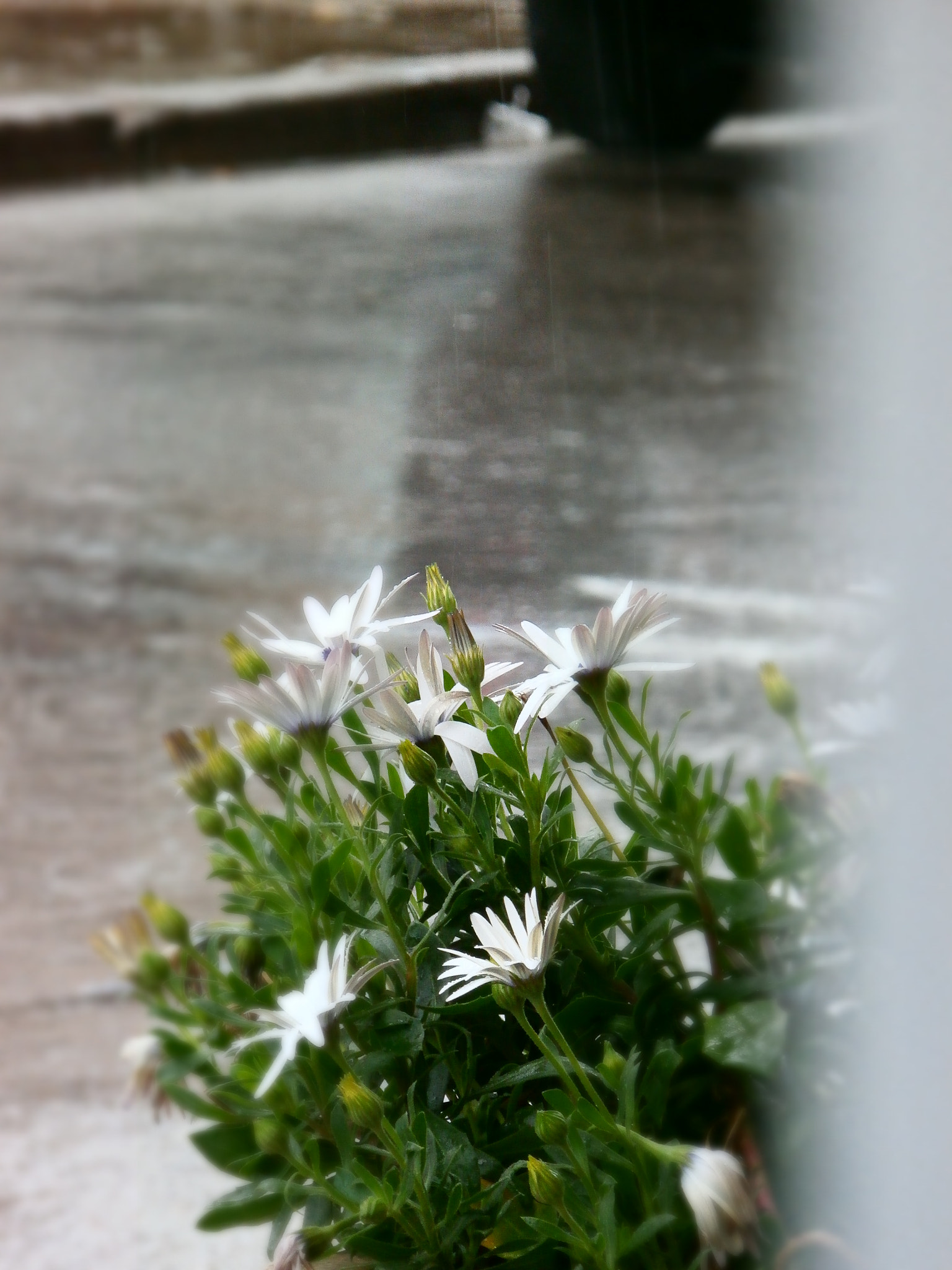 Olympus SZ-15,DZ-100 sample photo