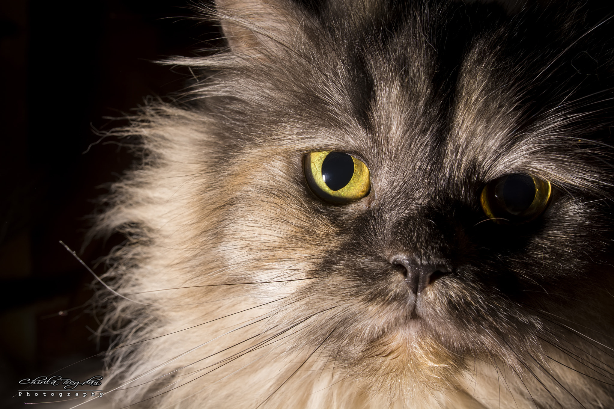 Nikon D7100 + Nikon AF-S Nikkor 20mm F1.8G ED sample photo. Beautifull cat. photography