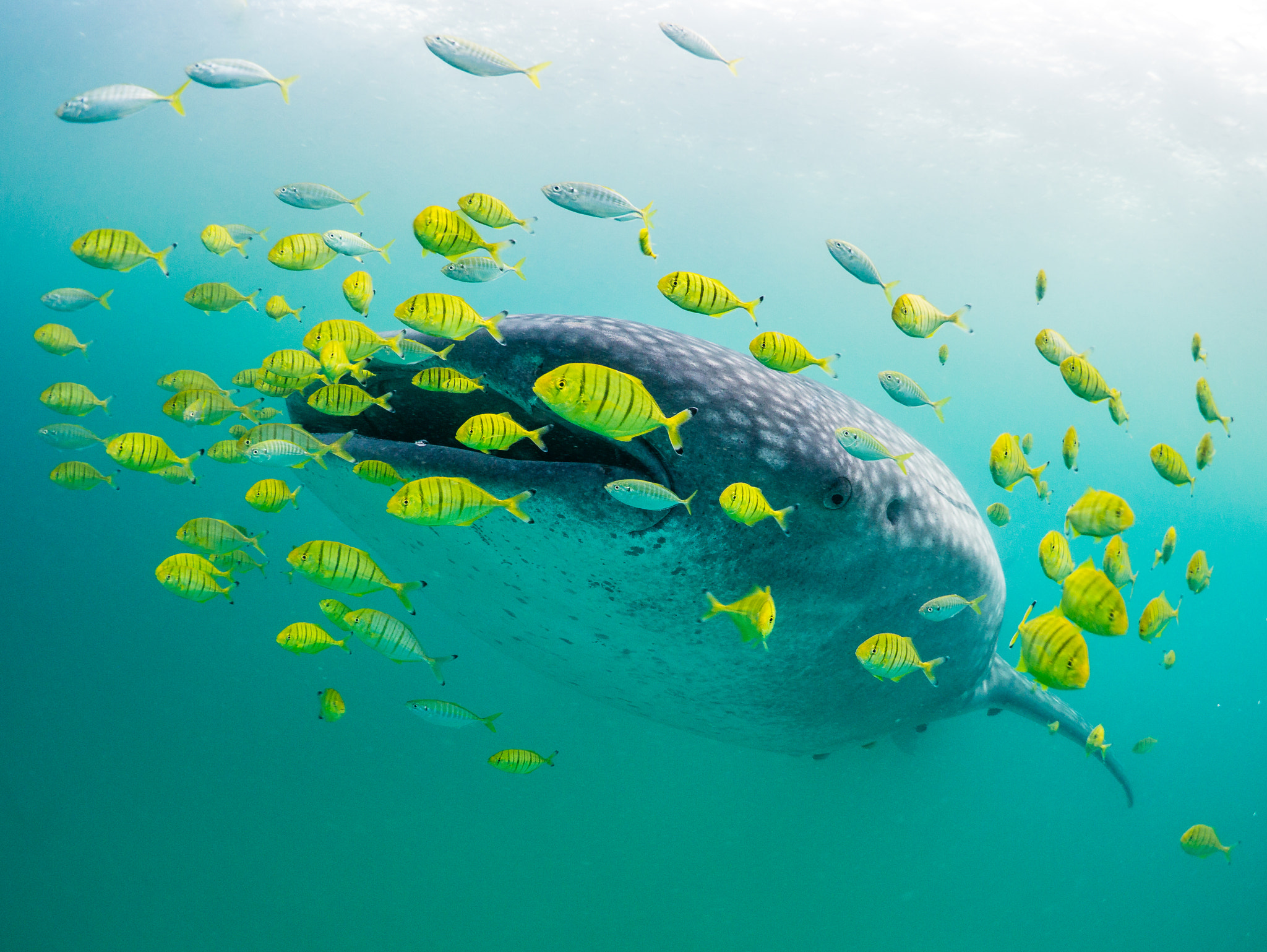 Panasonic Lumix DMC-GX1 + LUMIX G FISHEYE 8/F3.5 sample photo. Whale shark & golden trevallies photography