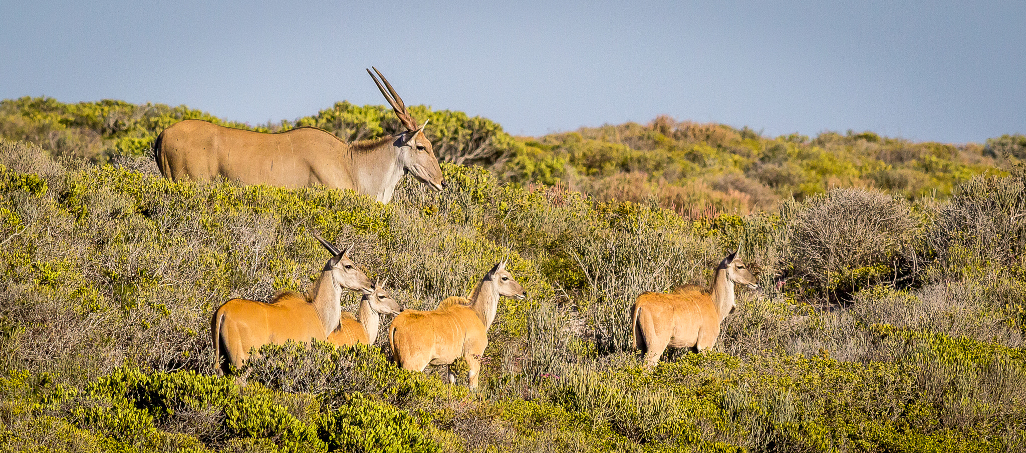 Canon EOS 1200D (EOS Rebel T5 / EOS Kiss X70 / EOS Hi) + Canon EF 400mm F5.6L USM sample photo. Startled eland photography