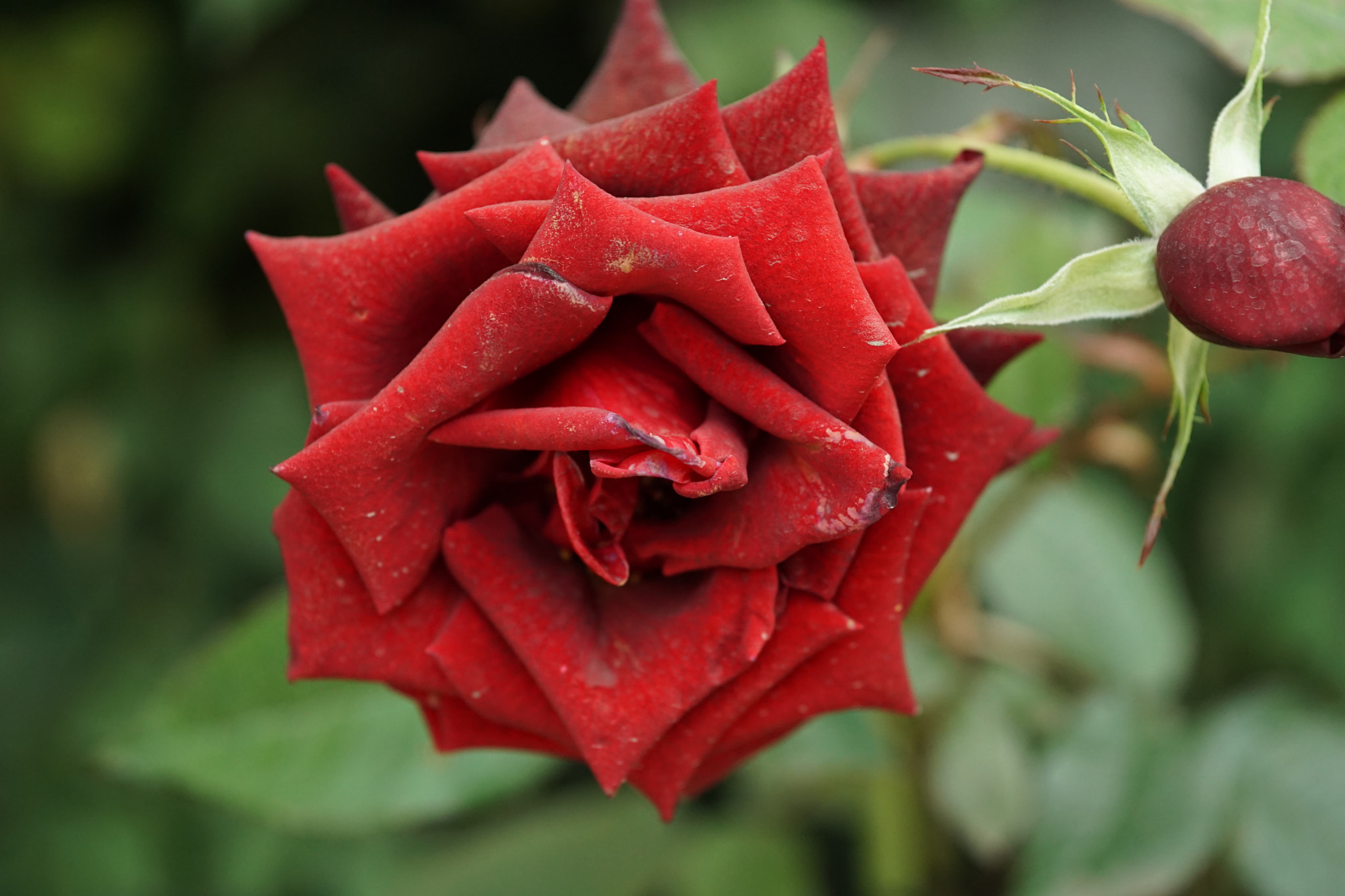 Sigma 60mm F2.8 DN Art sample photo. Blooming rose photography