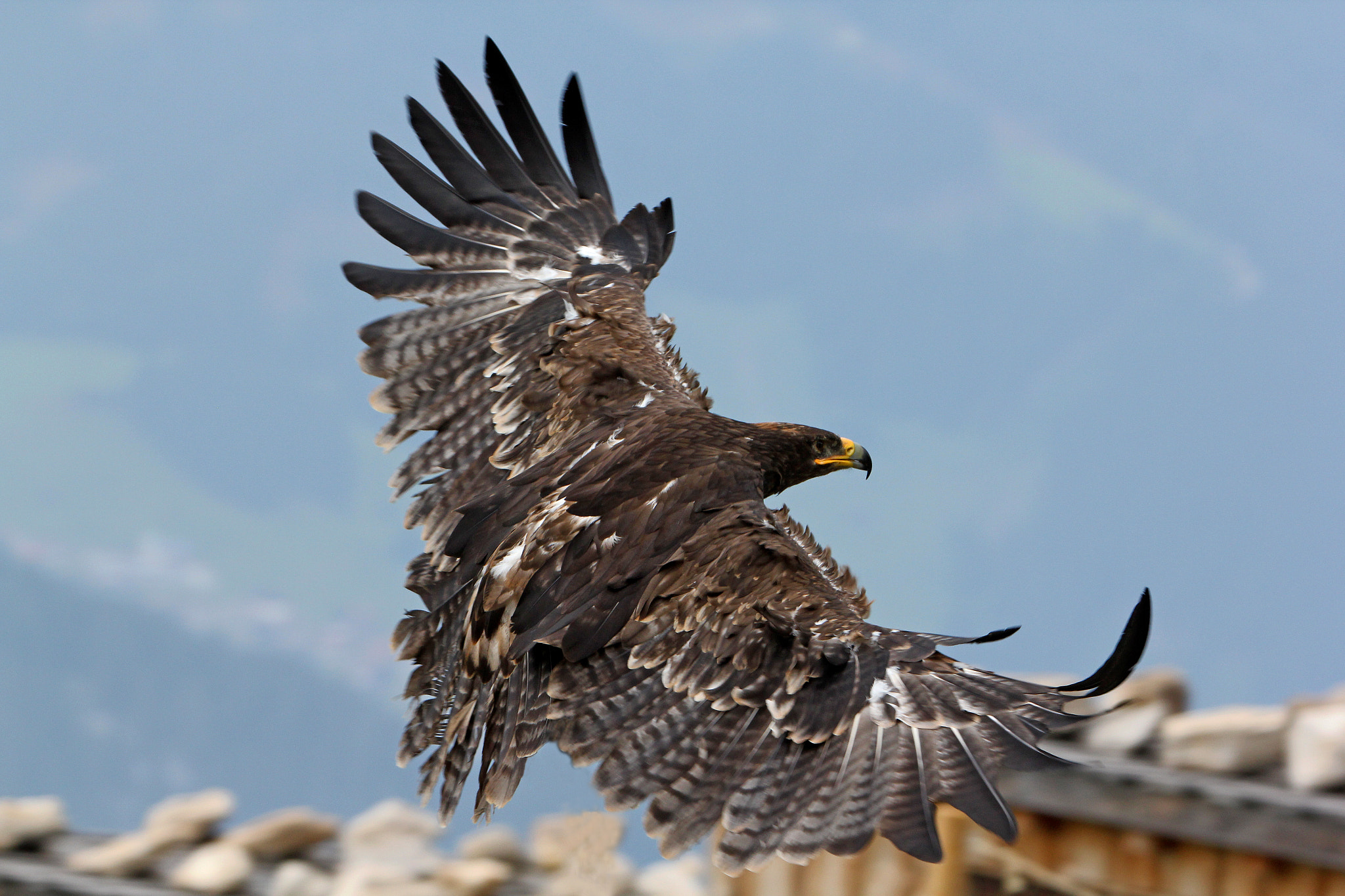 Canon EF 70-200mm F2.8L IS II USM sample photo. Steenarend photography