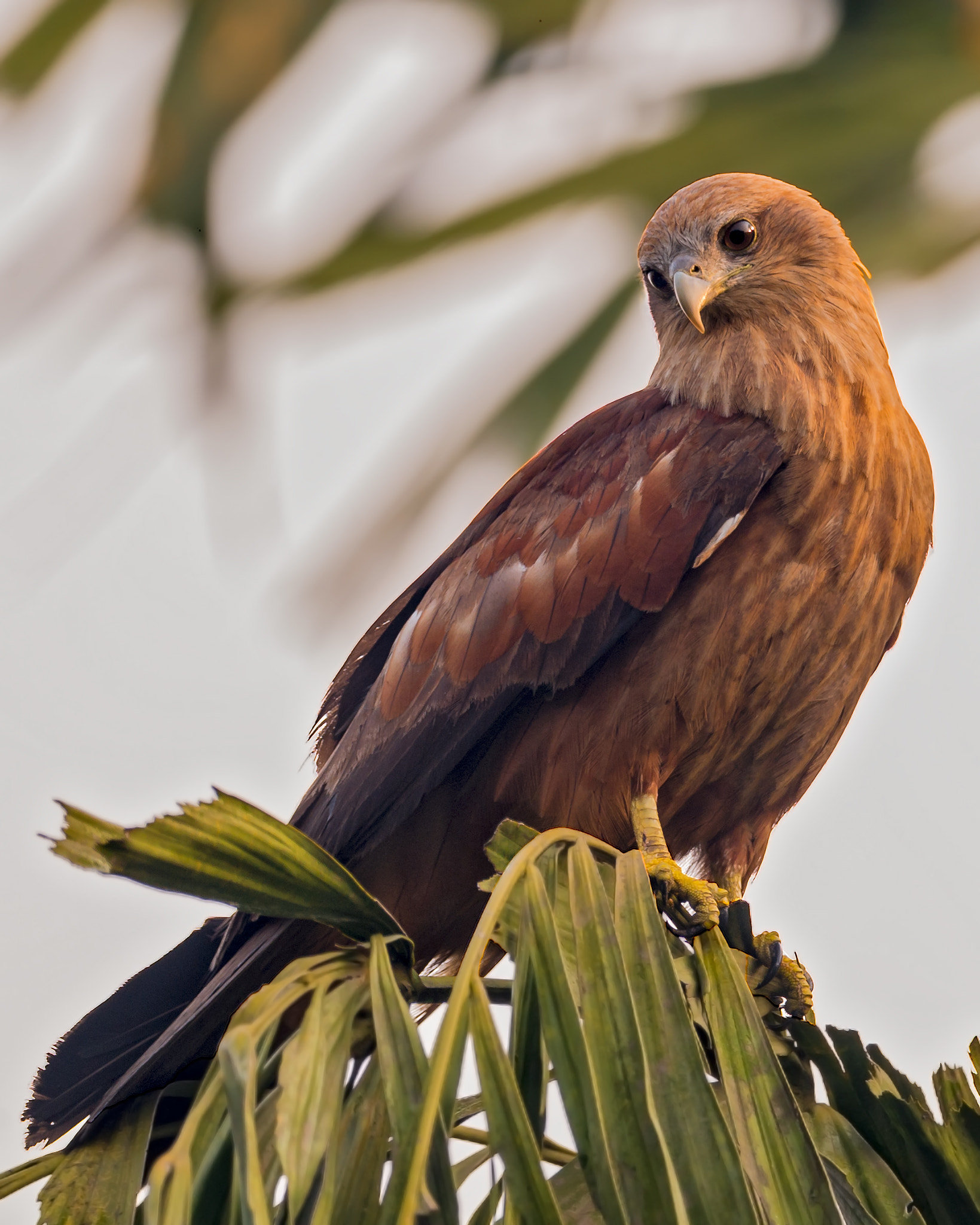 Nikon D4 + Sigma 24-60mm F2.8 EX DG sample photo. Eyeing the catch ... photography