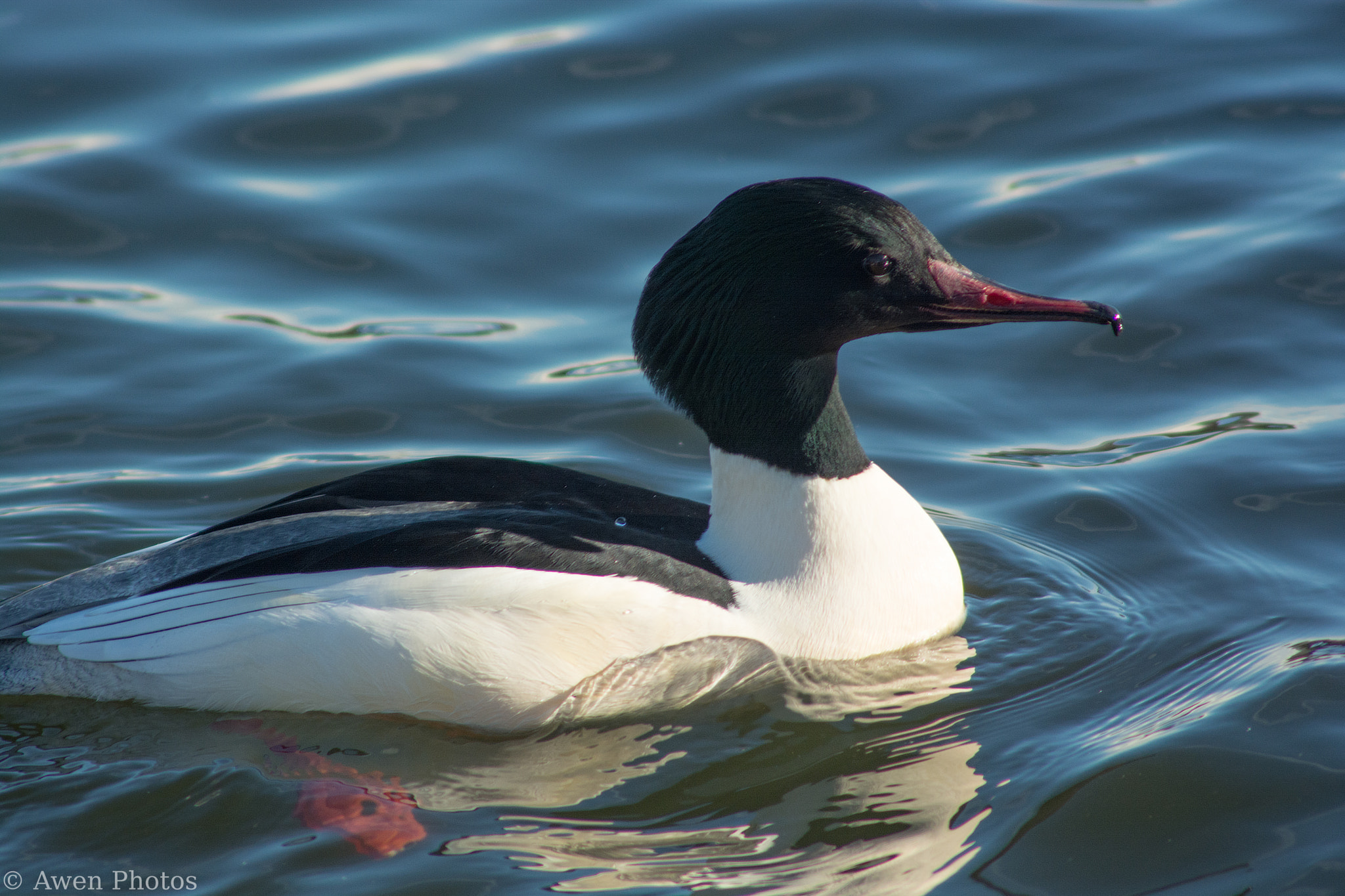 Nikon D7100 + Sigma APO 400mm F5.6 sample photo. Male gooseander duck photography