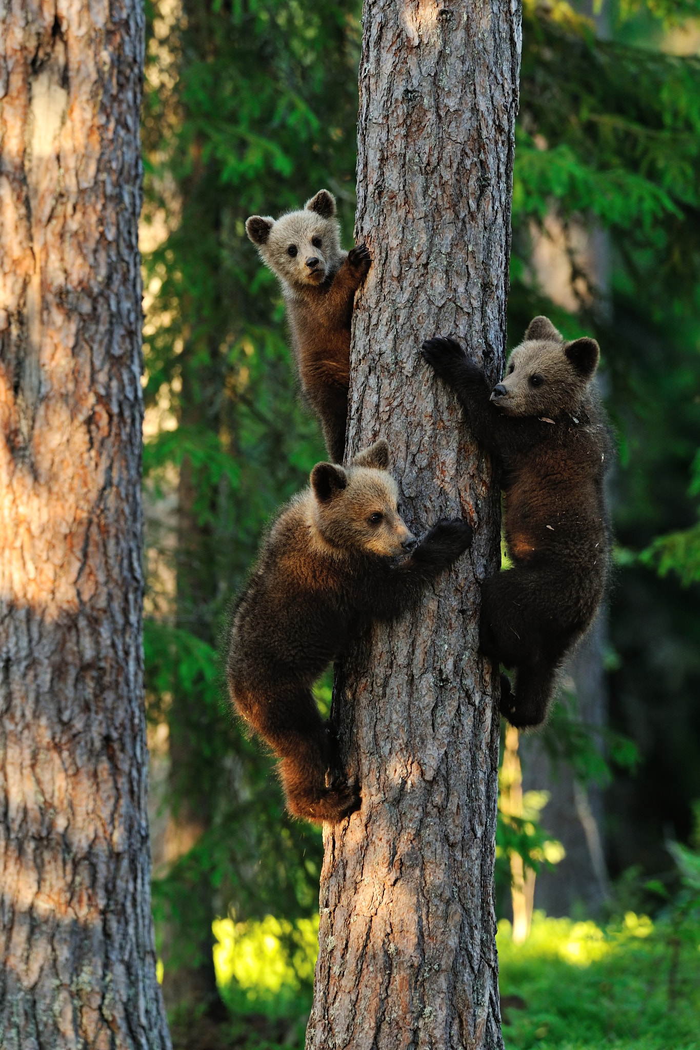 AF-S Nikkor 300mm f/2.8D IF-ED II sample photo. Brown bear cubs climbing on a tree photography