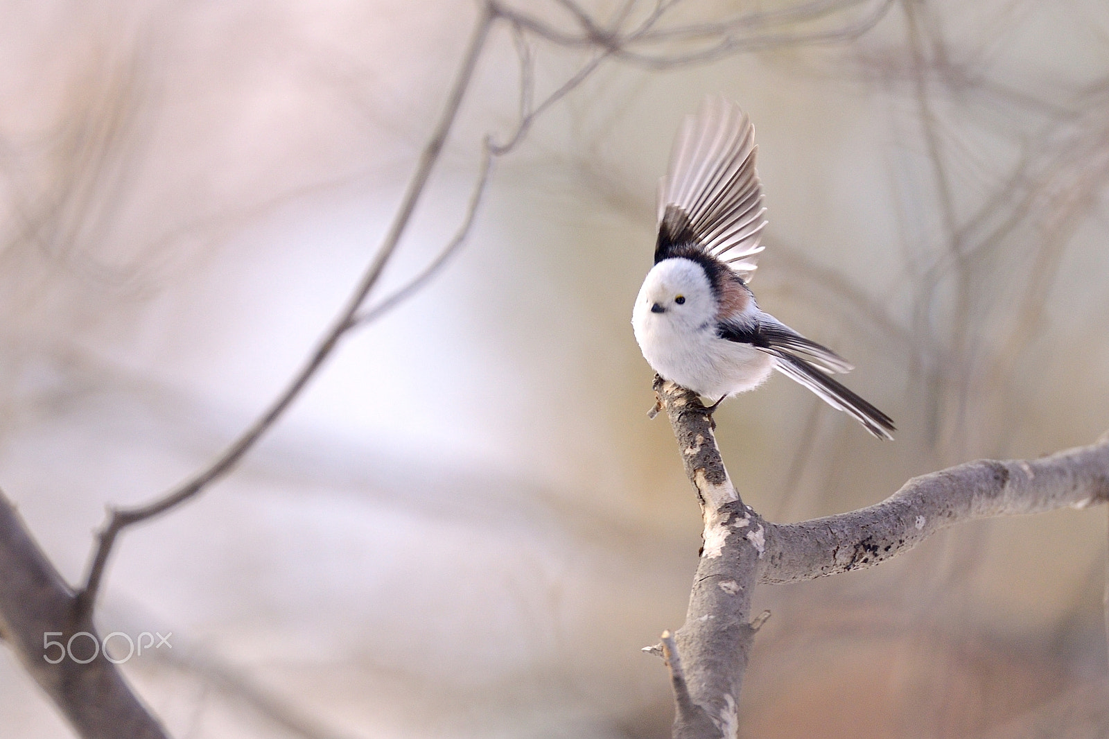 AF-I Nikkor 500mm f/4D IF-ED sample photo. Long-tailed bushtit photography