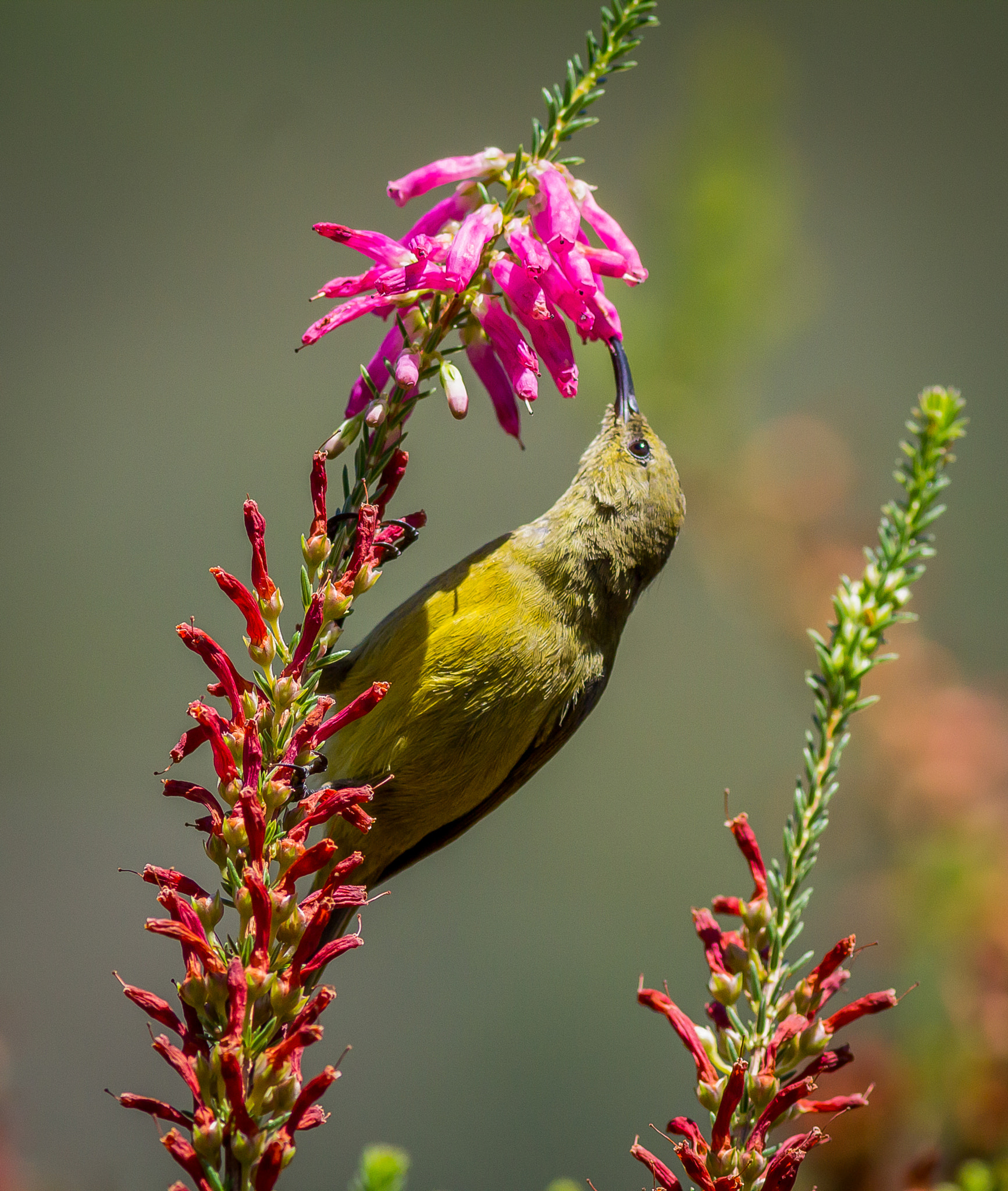 Canon EOS 1200D (EOS Rebel T5 / EOS Kiss X70 / EOS Hi) + Canon EF 400mm F5.6L USM sample photo. Sunbird feeding on erica photography