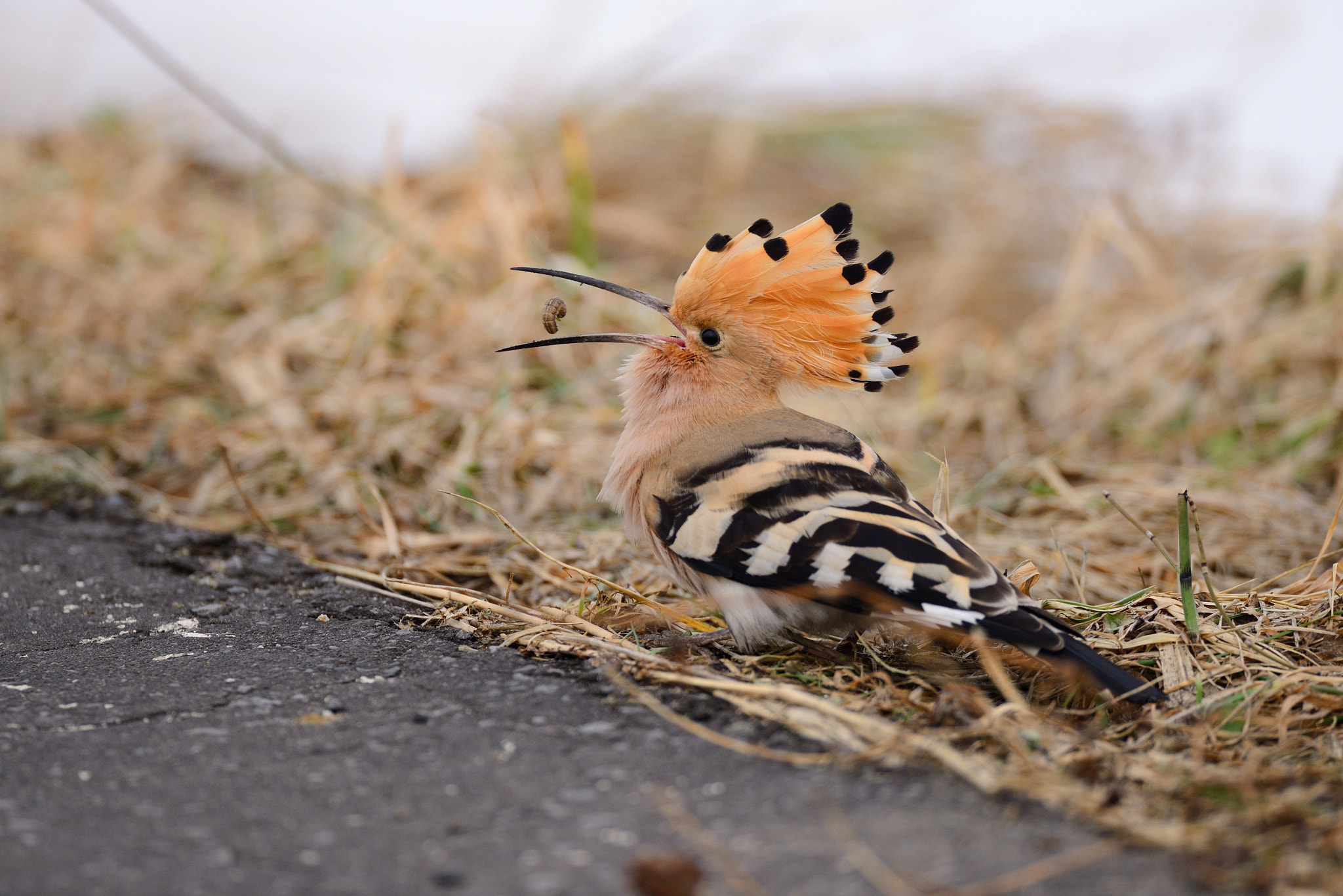 AF-I Nikkor 500mm f/4D IF-ED sample photo. Eurasian hoopoe photography