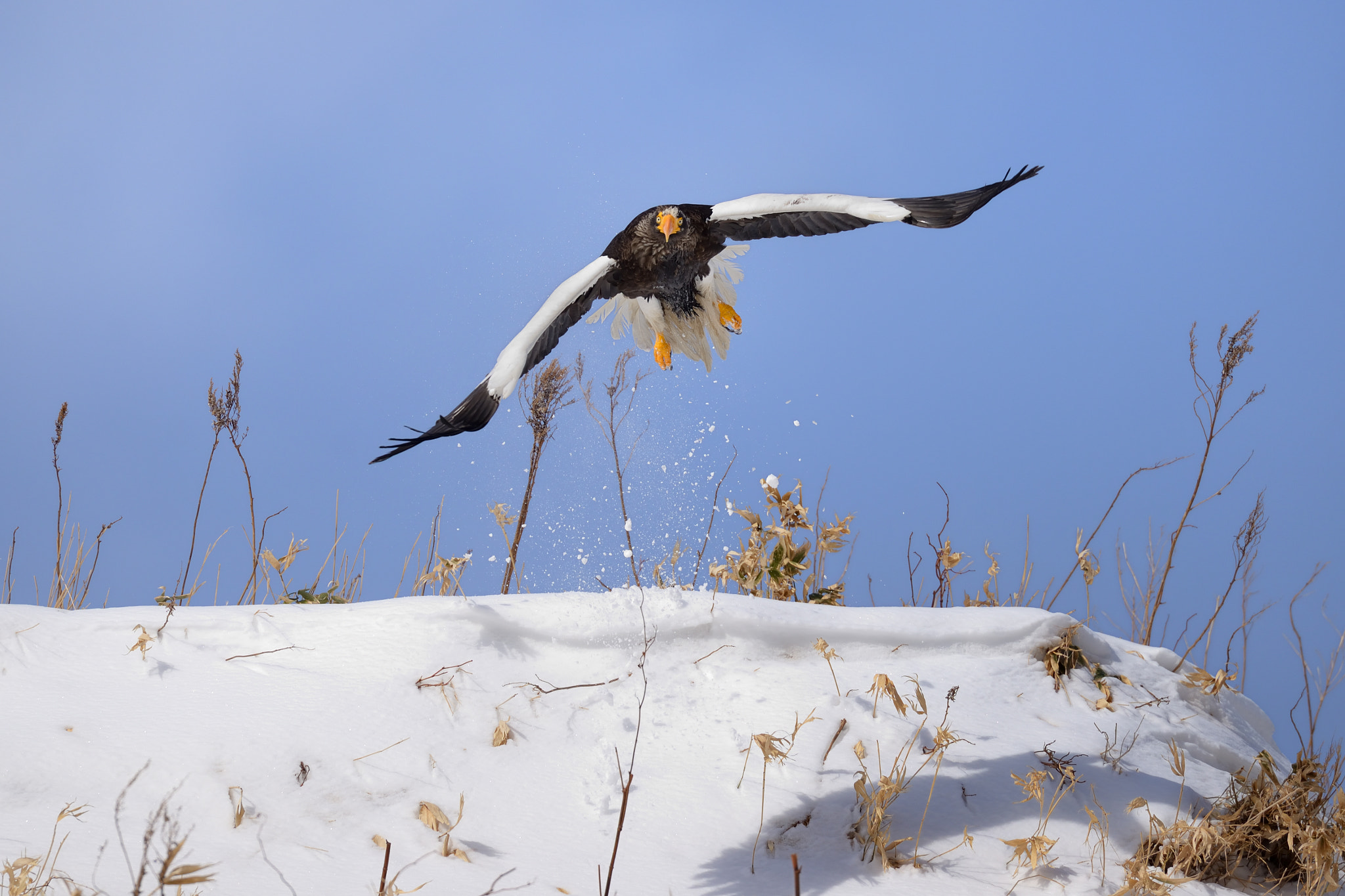 AF-I Nikkor 500mm f/4D IF-ED sample photo. Take off ! photography