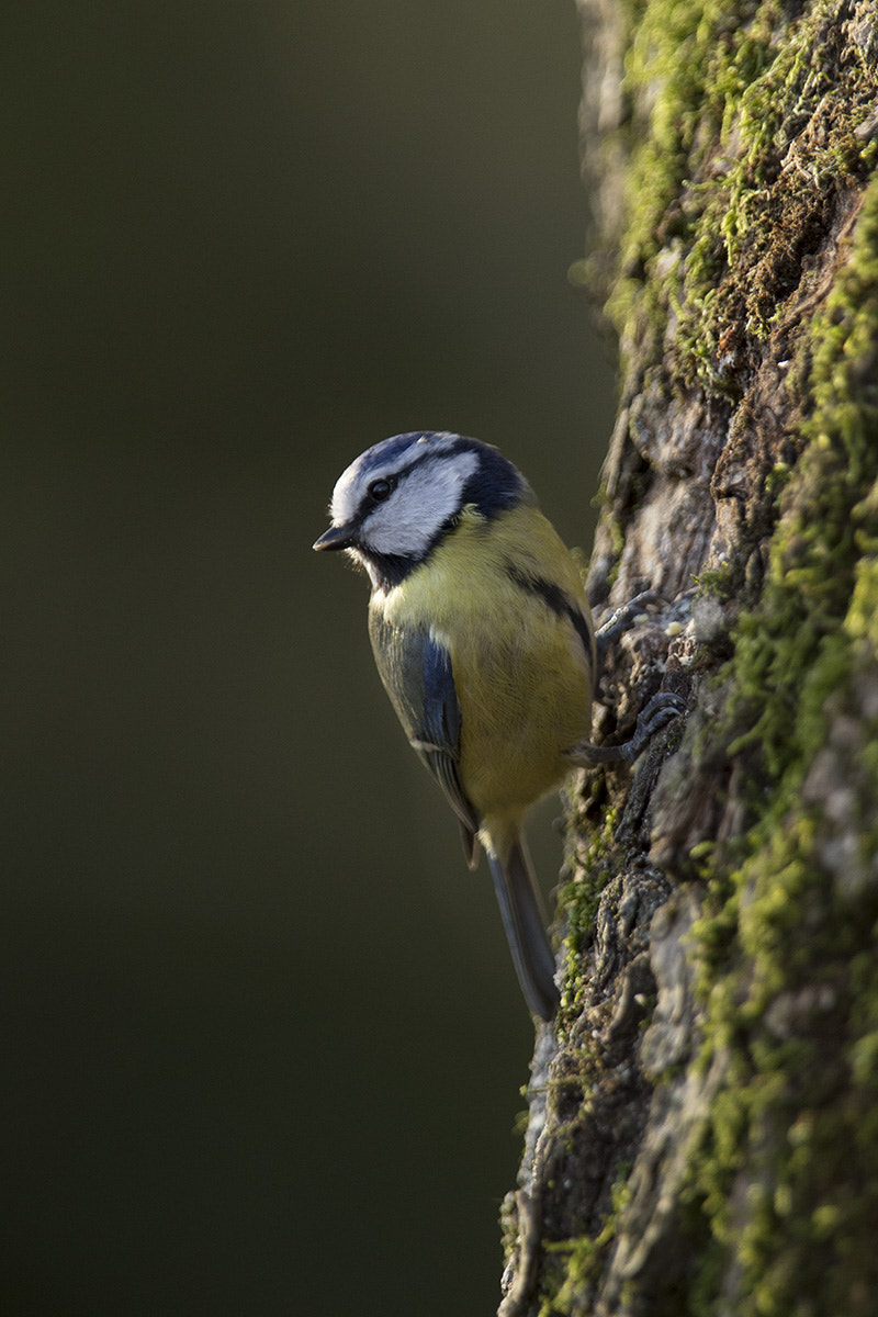 Canon EF 300mm F2.8L IS USM sample photo. Blue tit - mossy branch photography