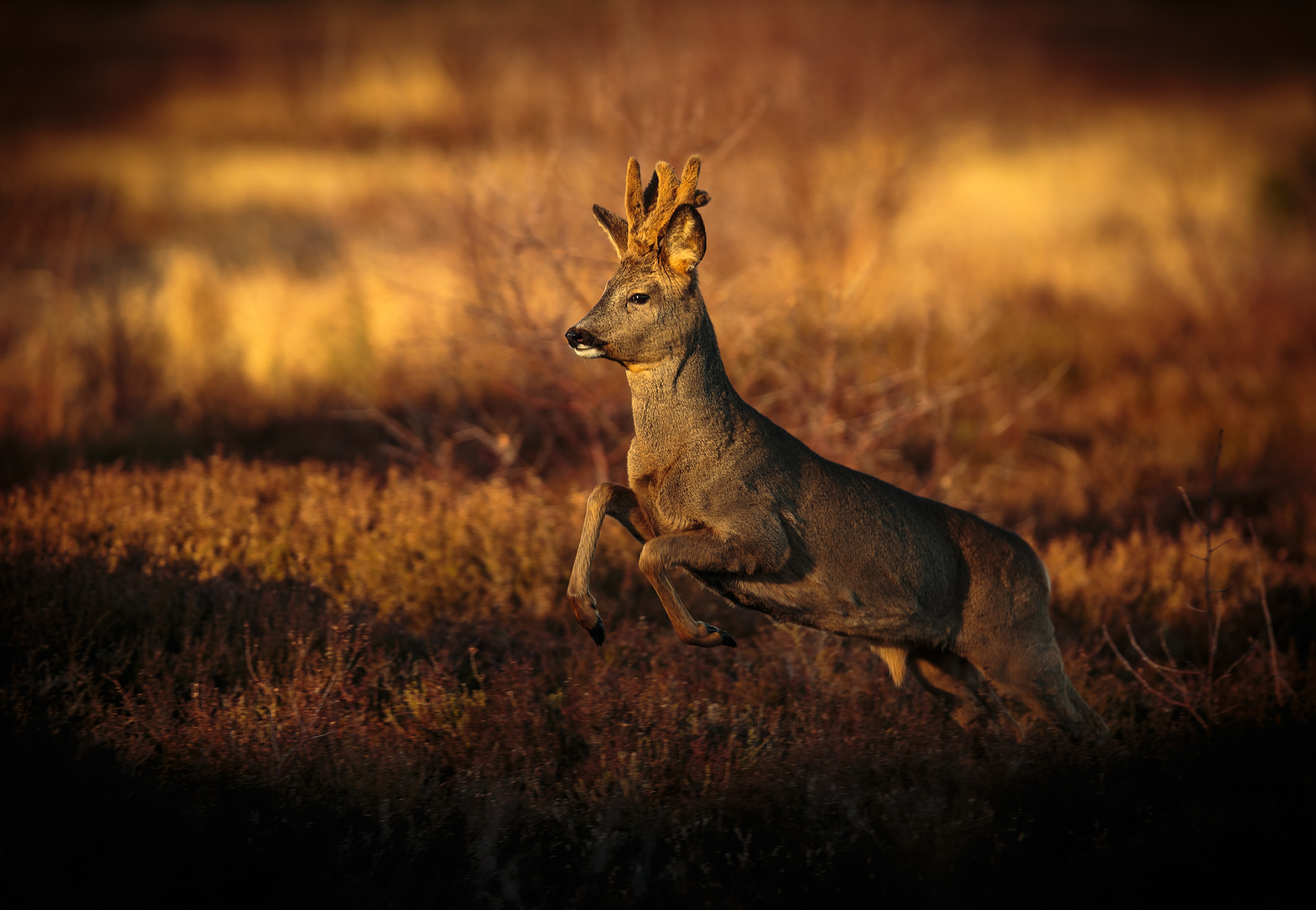 Canon EF 300mm F2.8L IS USM sample photo. Roe buck photography
