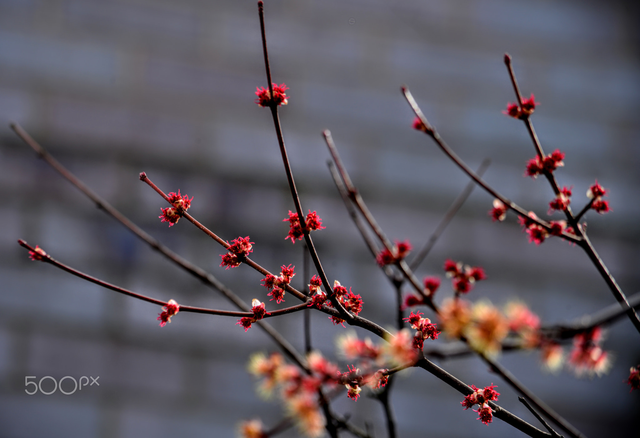 IKEBANA- Natures own arrangement