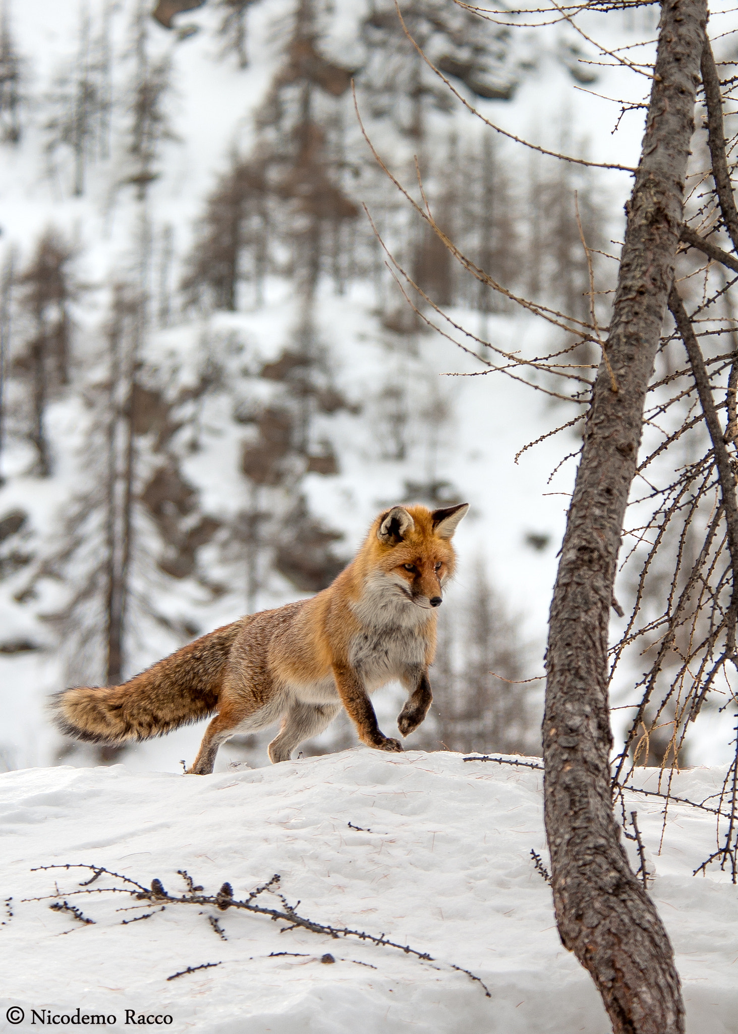 Nikon D50 sample photo. Fox hunting photography