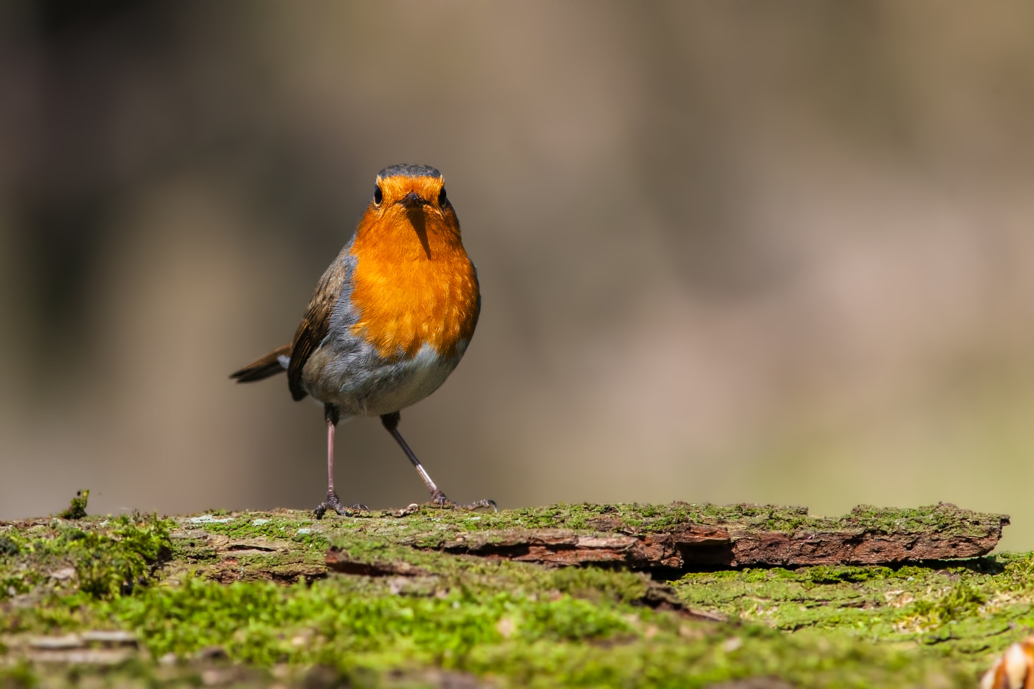Canon EF 300mm F4L IS USM sample photo. Robin photography