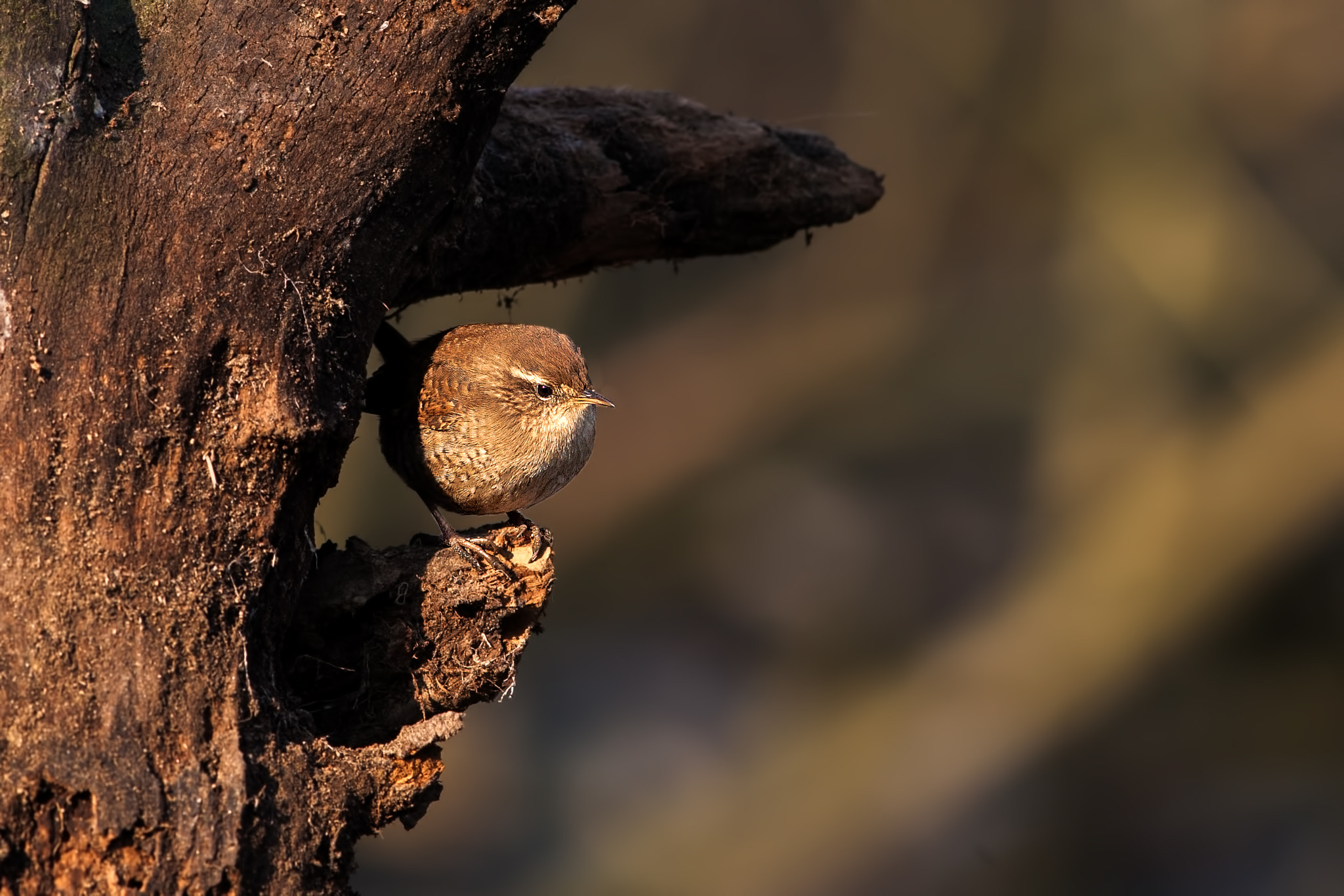 Canon EF 300mm F4L IS USM sample photo. Sricciolo photography