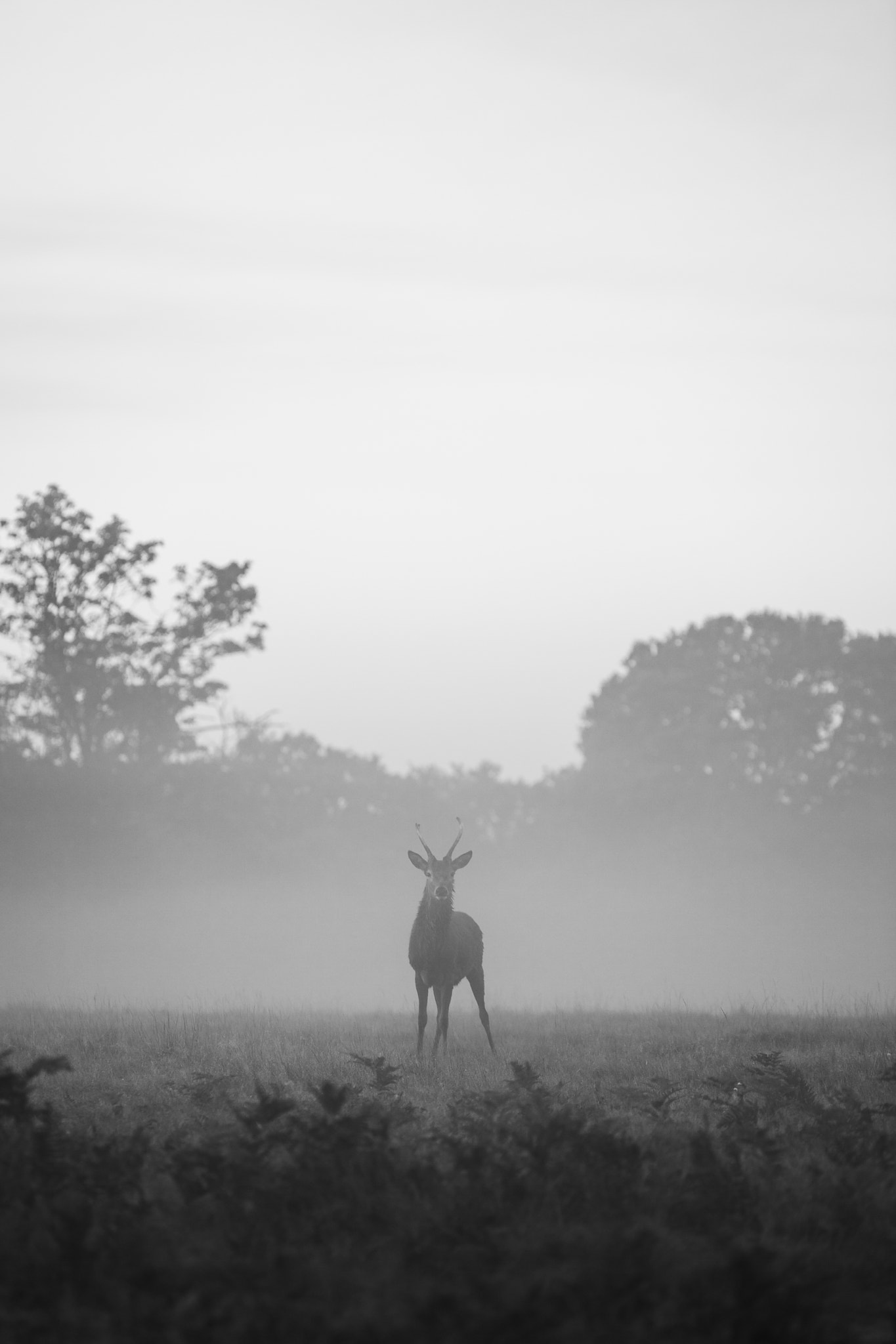 A Foggy Stare