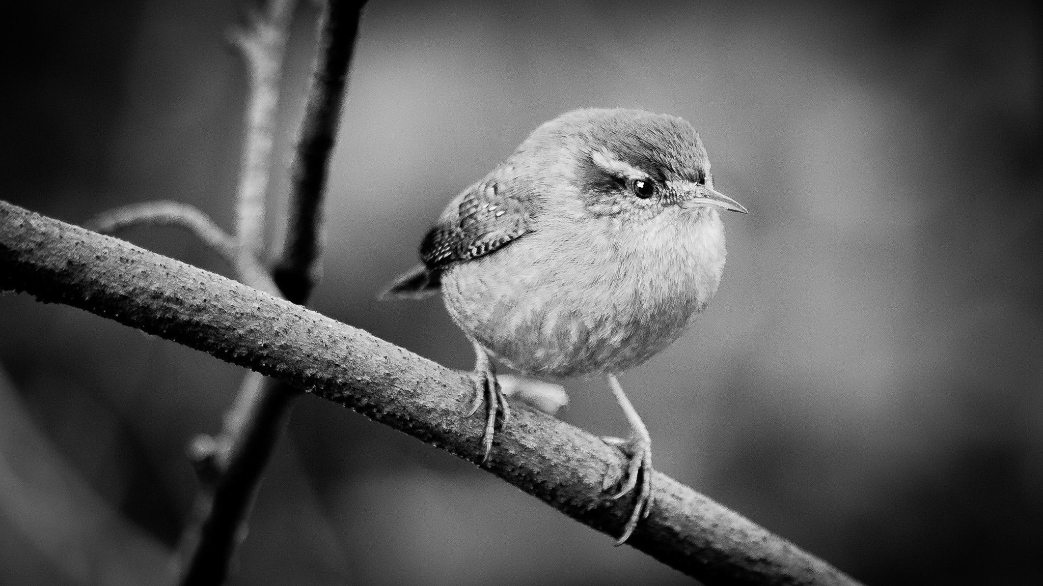 Canon EF 70-300mm F4-5.6 IS USM sample photo. Troglodytes troglodytes photography