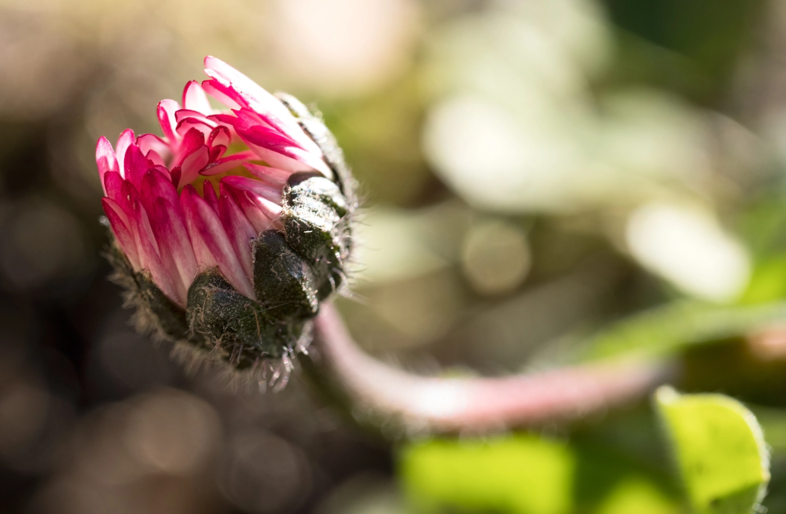Panasonic Leica DG Macro-Elmarit 45mm F2.8 ASPH OIS sample photo. Gänseblümchen photography