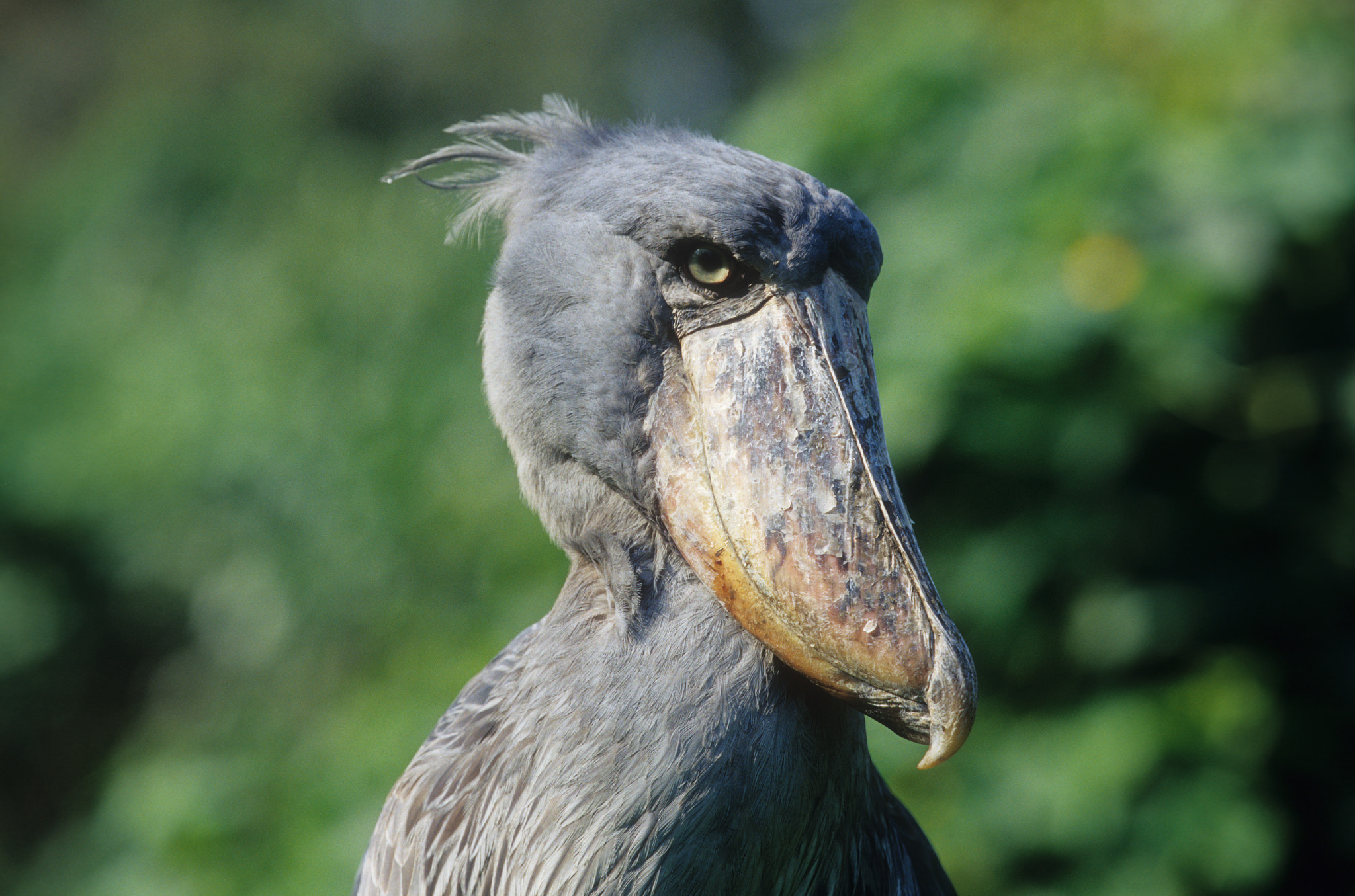 Shoebill stork by Cornelia Braun / 500px