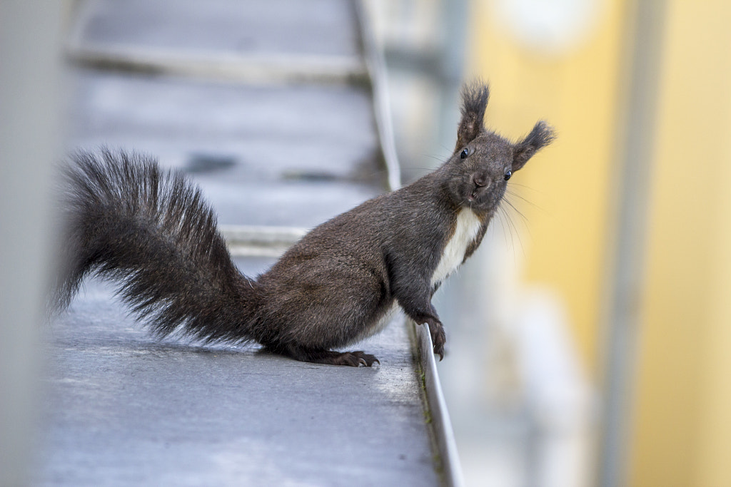 Squirrel on the Roof by Alex Urs on 500px.com