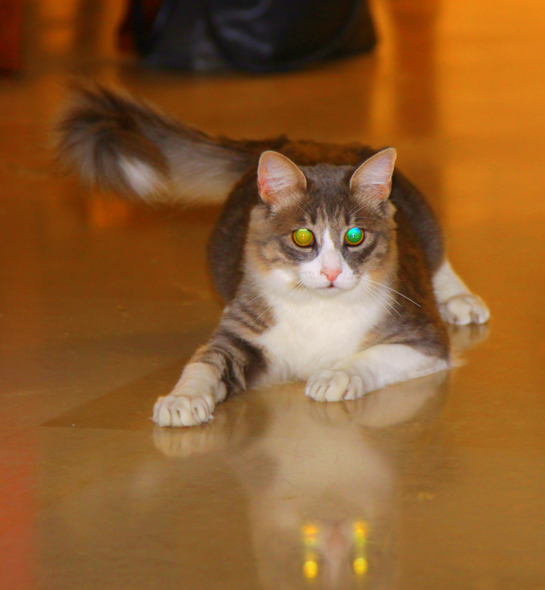 ROBOCAT