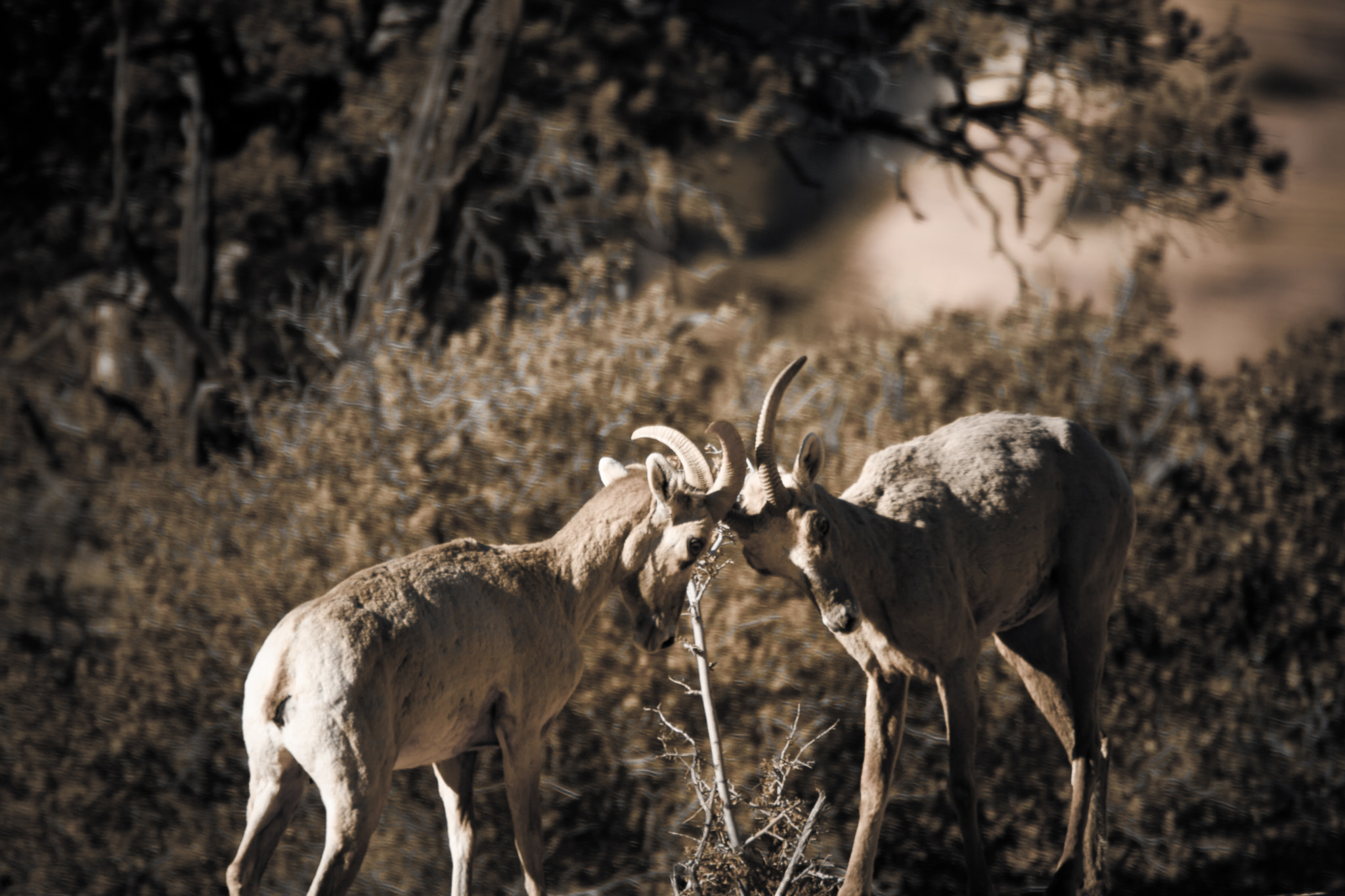 Conflict